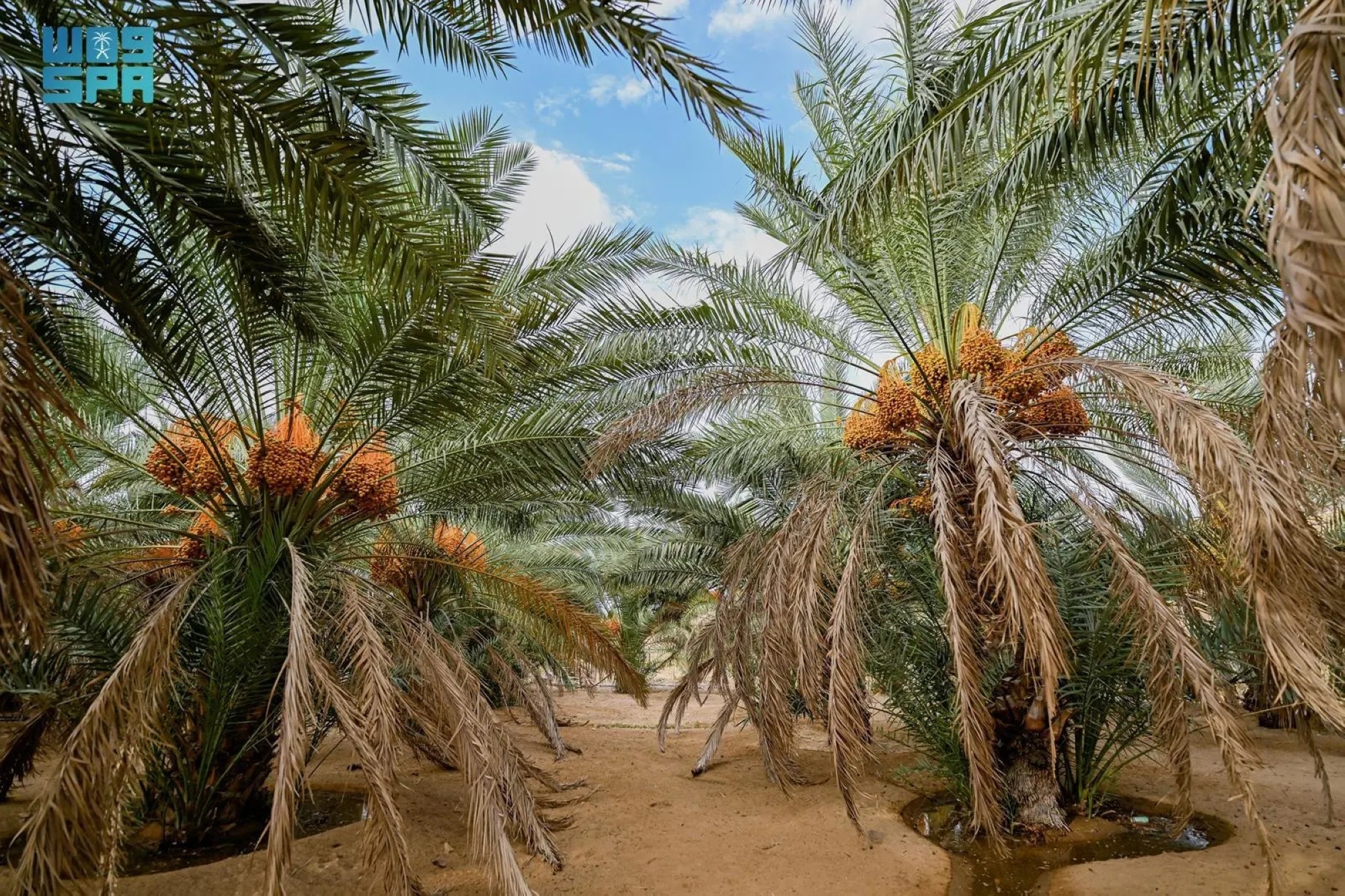 "الخرفة".. حصاد يروي قصة 130 ألف نخلة بالعقيق