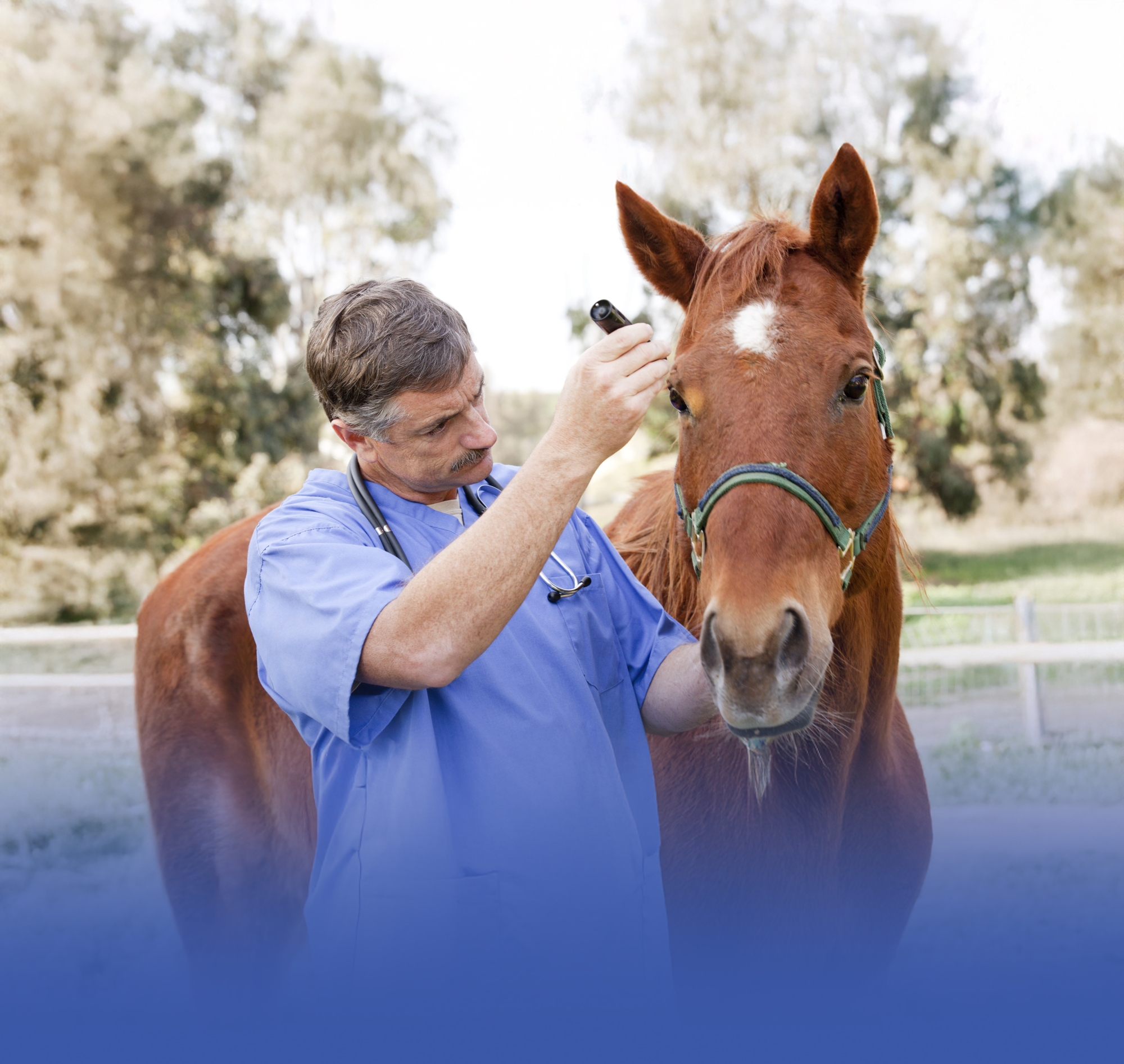 المملكة خالية من "أنيميا الخيل" المعدي