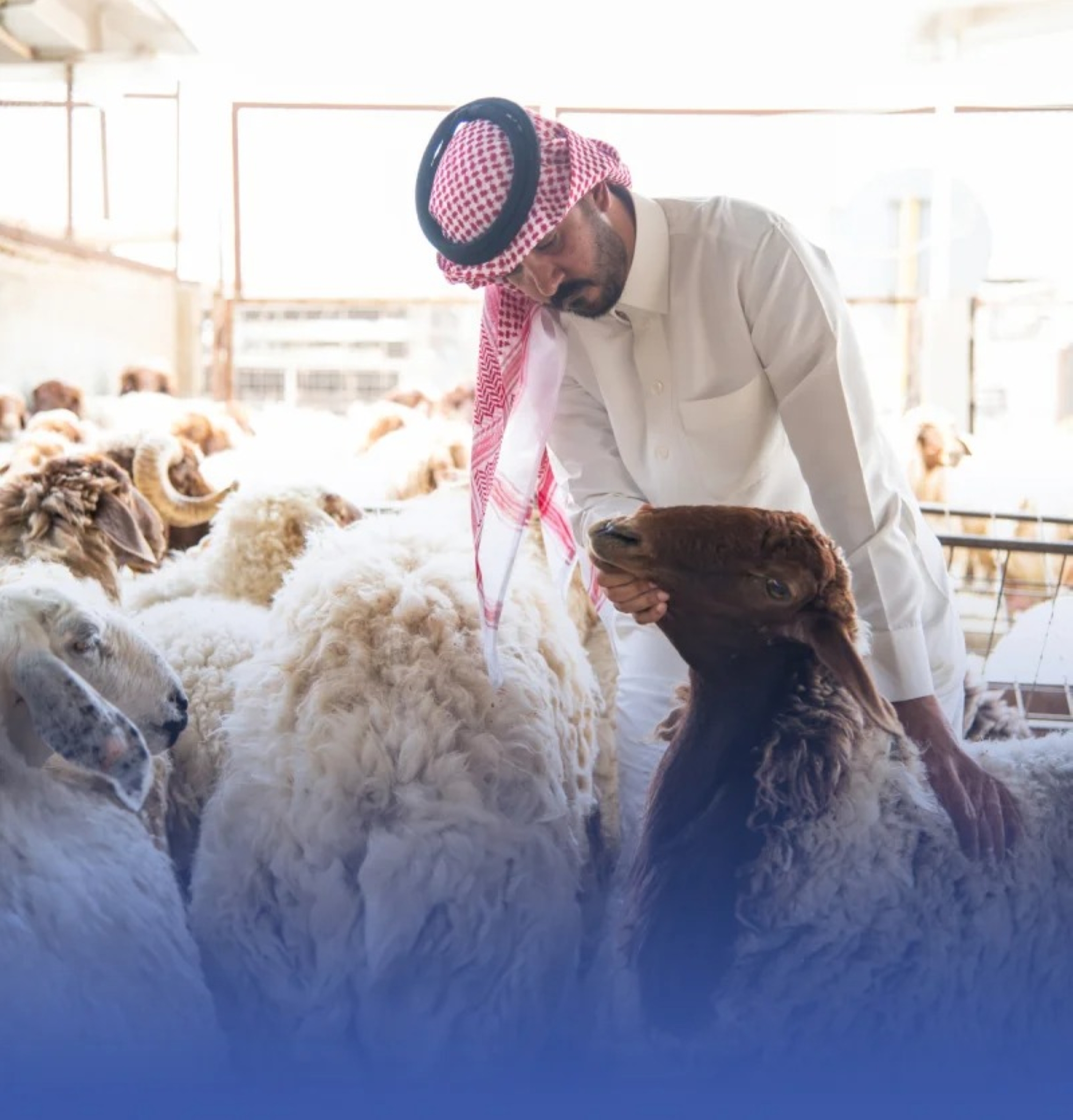 طرح مشروع لتربية الماشية وإنتاج اللحوم بشقراء