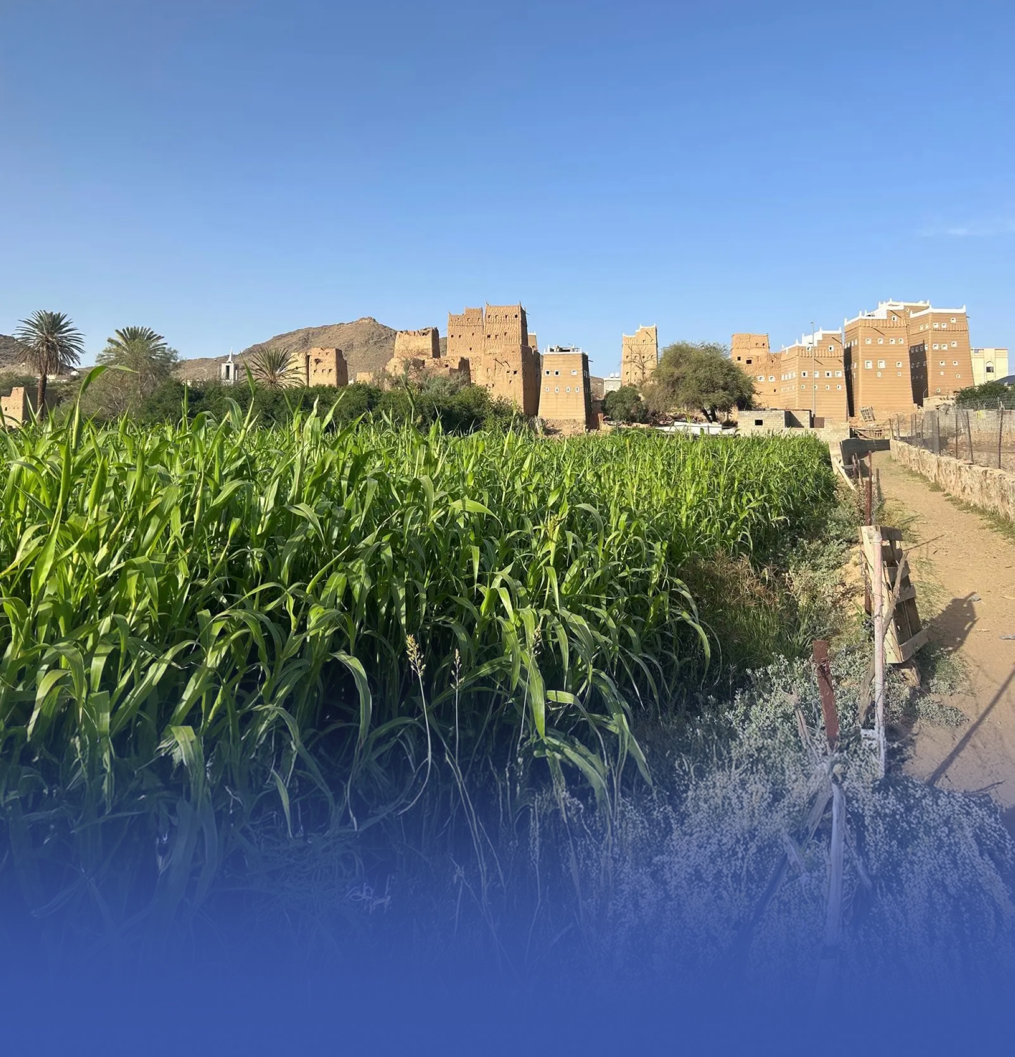مزارع عسير الجبلية.. وجهة سياحية لعشاق الطبيعة