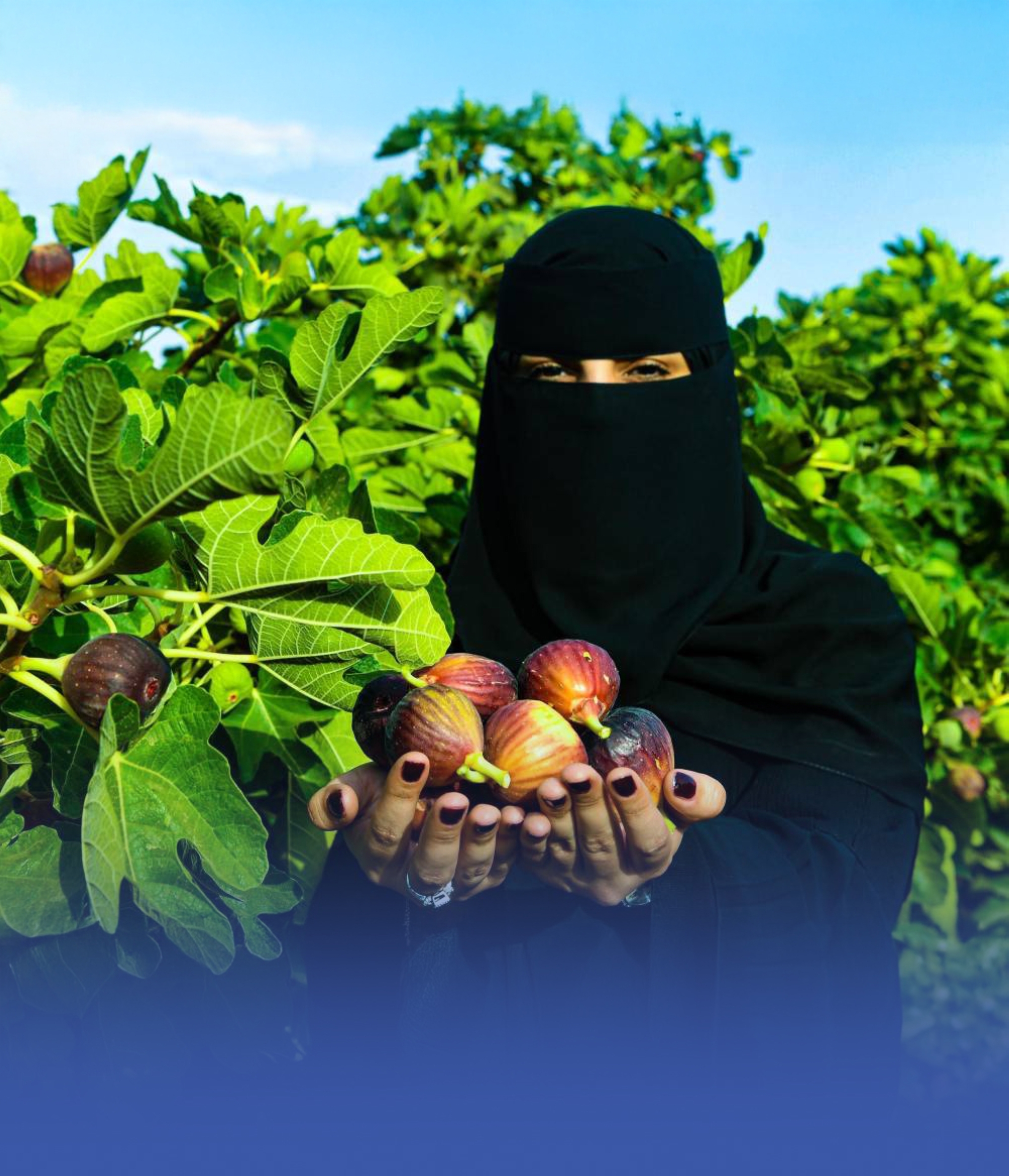 التين المحلي يعزز الأمن الغذائي بـ 28 ألف طنّ