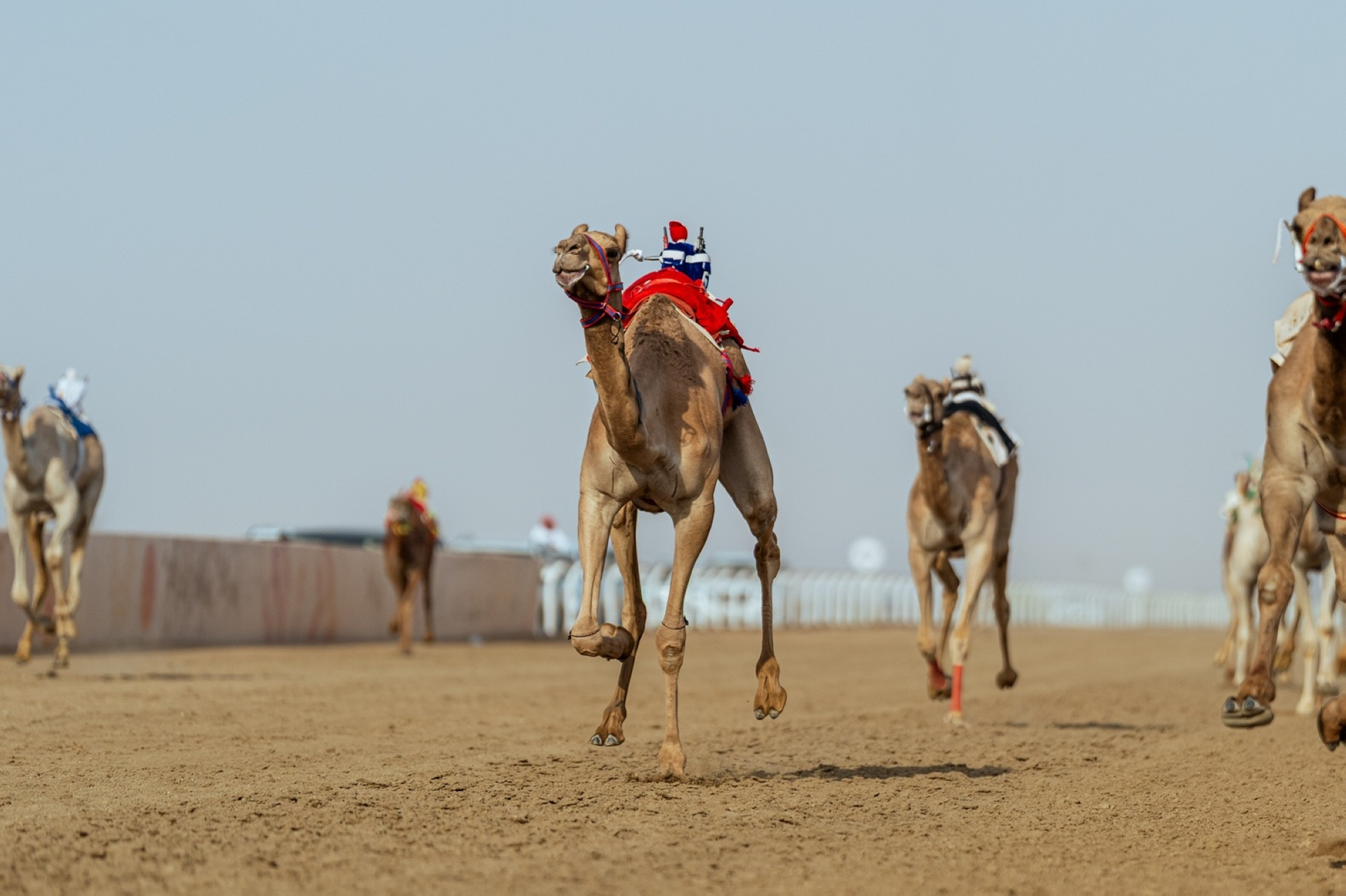 الهجن السعودية تخطف 15 شوطًا بمهرجان ولي العهد