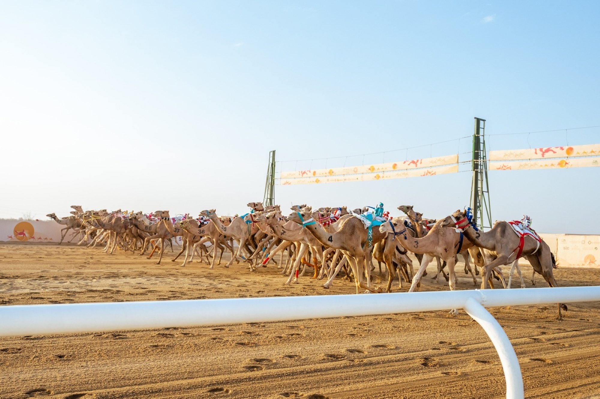 مهرجان ولي العهد للهجن.. حضور إقليمي وصدارة سعودية