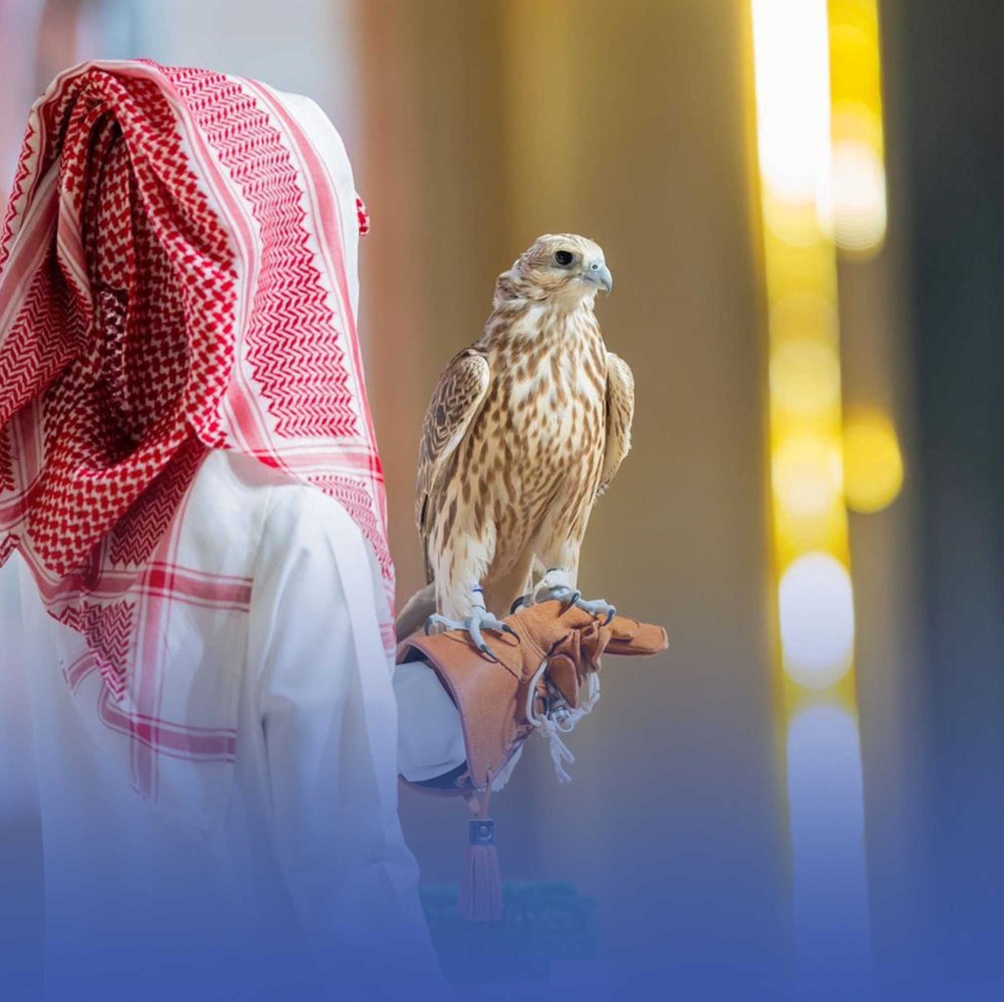 إطلاق مبادرة لتصحيح أوضاع الصقور غير الموثقة