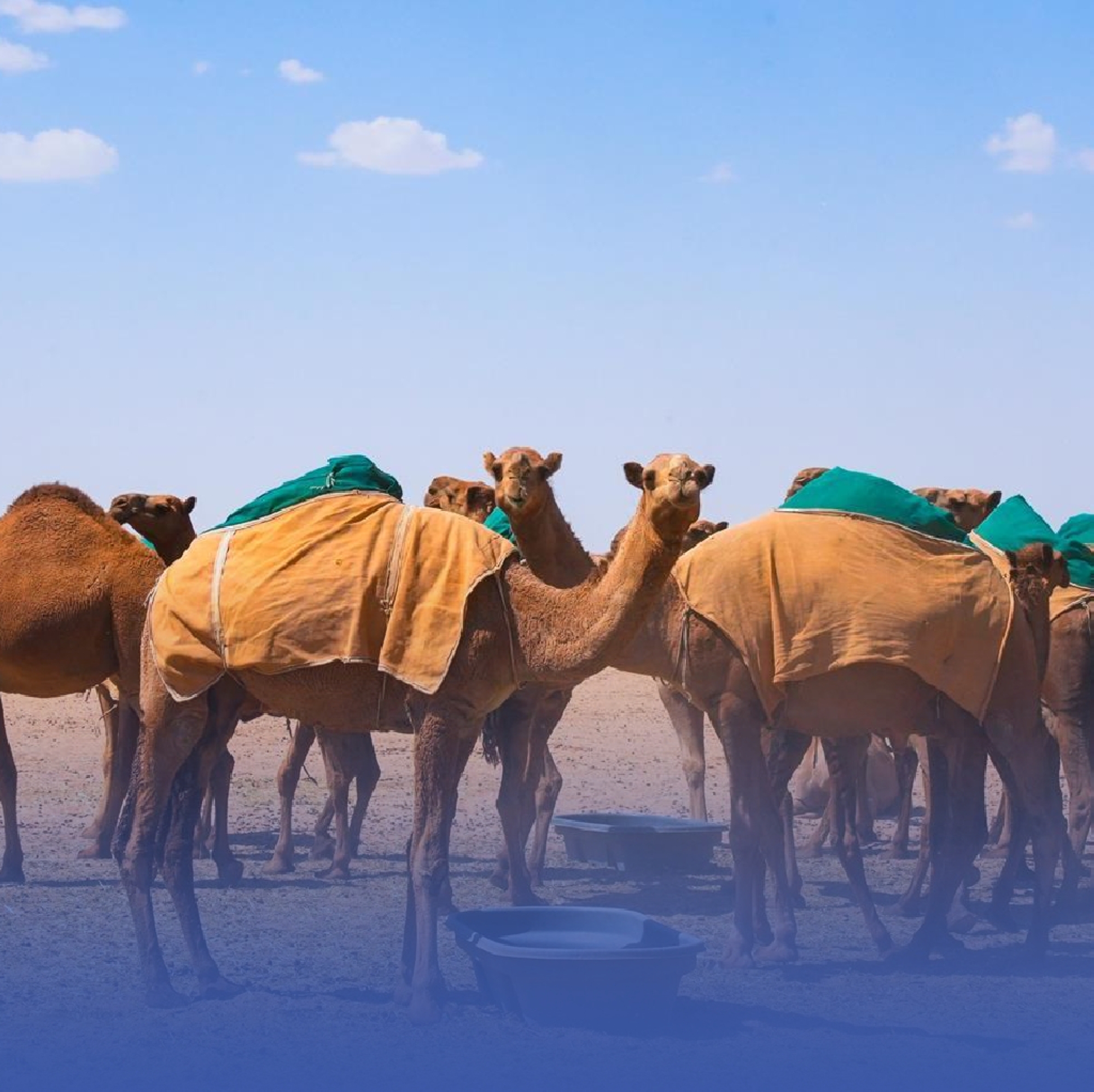 حظر الرعي داخل حدود محمية المؤسِّس
