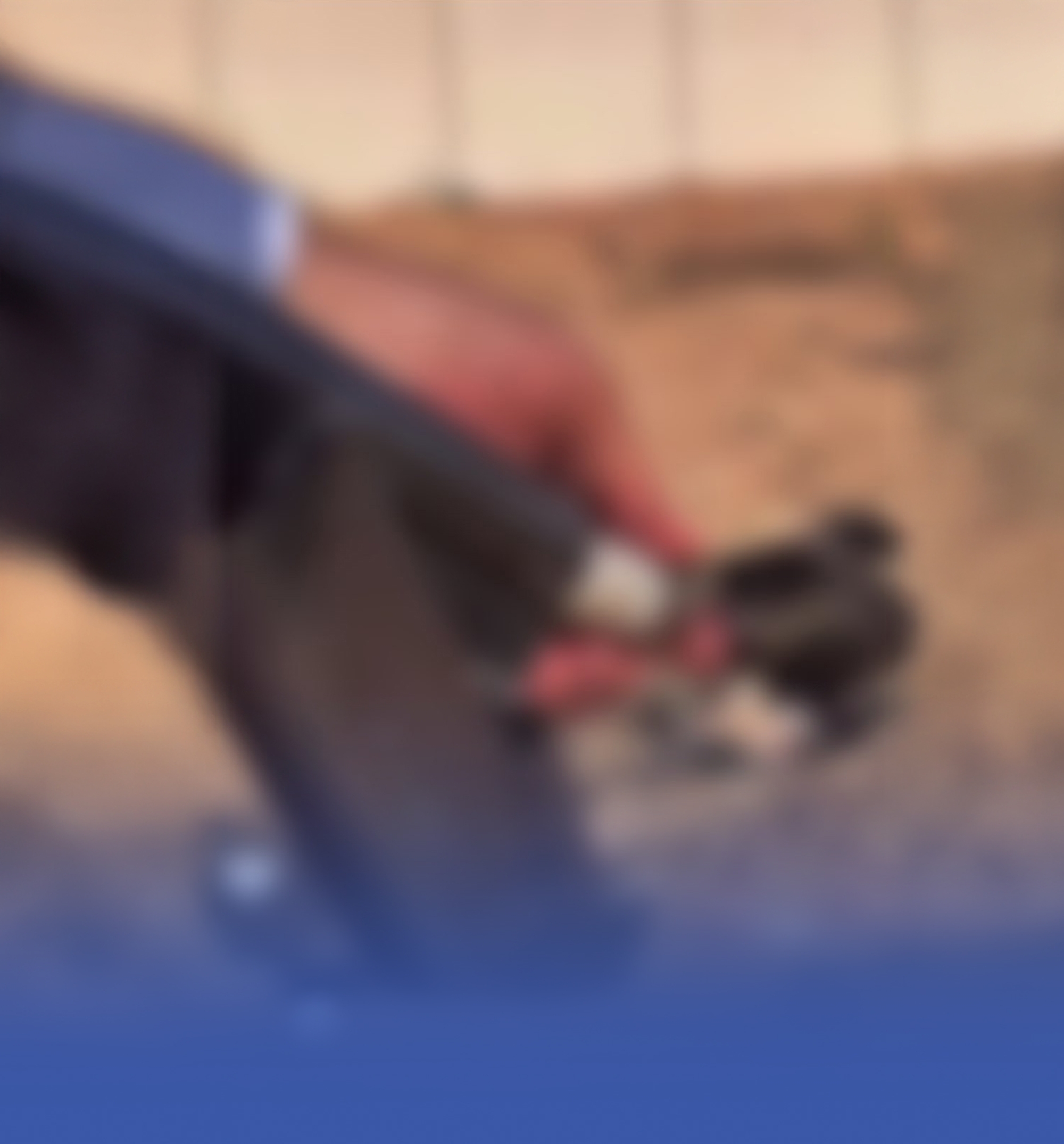 القبض على مواطن أطلق النار على كائن حي بالرياض