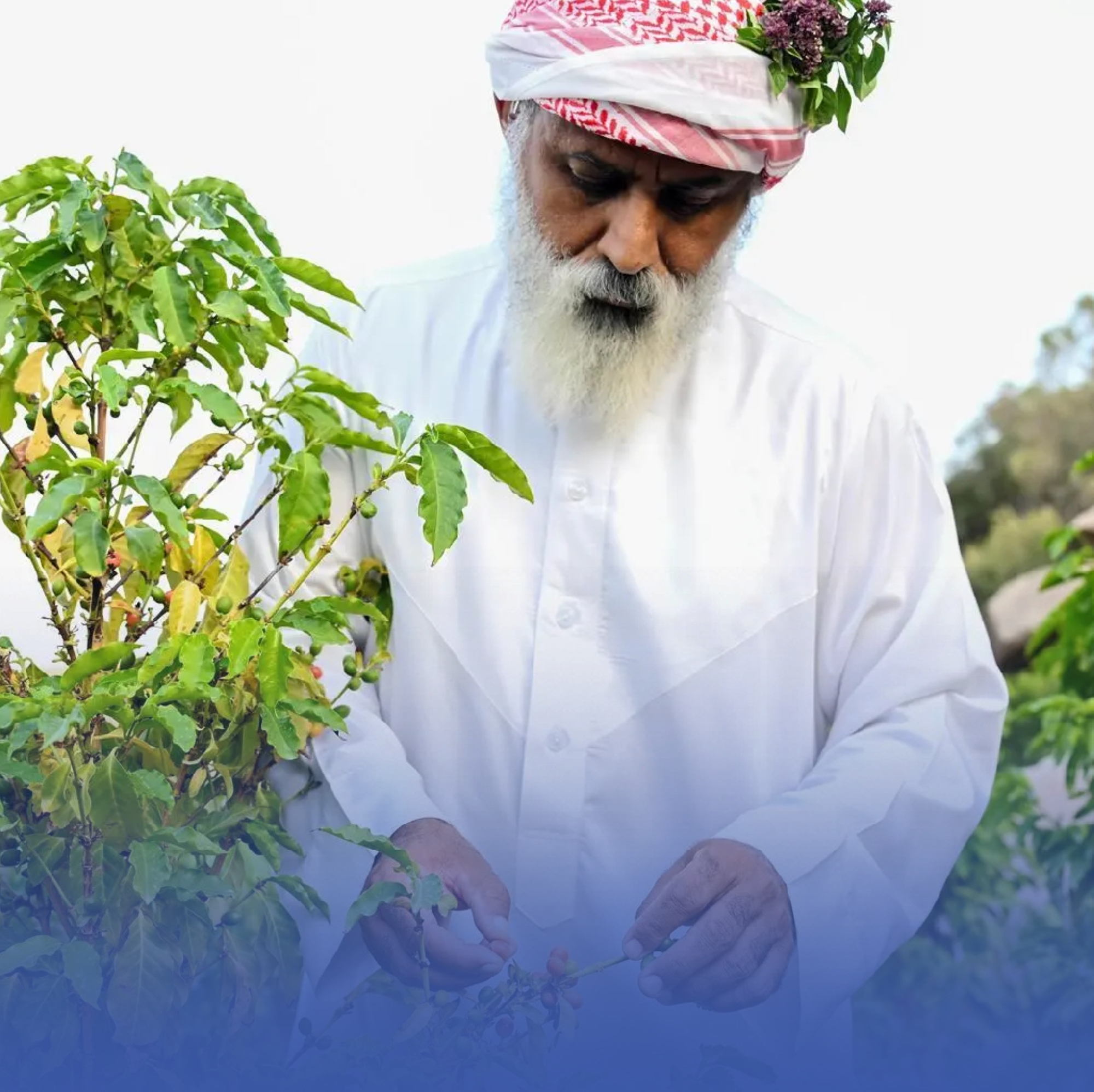"ريف السعودية" يرفع إنتاج البُنّ إلى 500 ألف طن