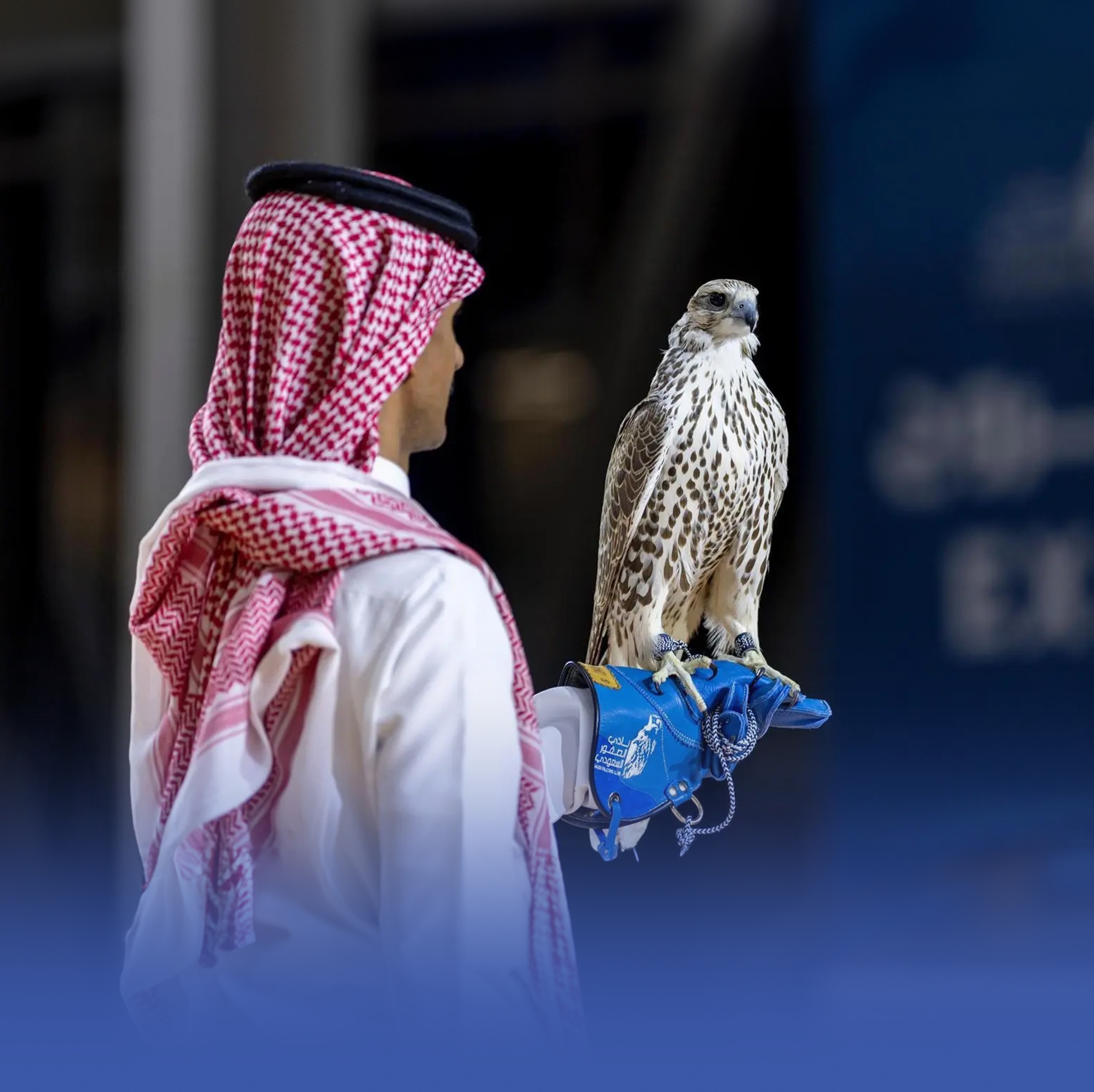 بيع 3 صقور بنحو مليون ريال