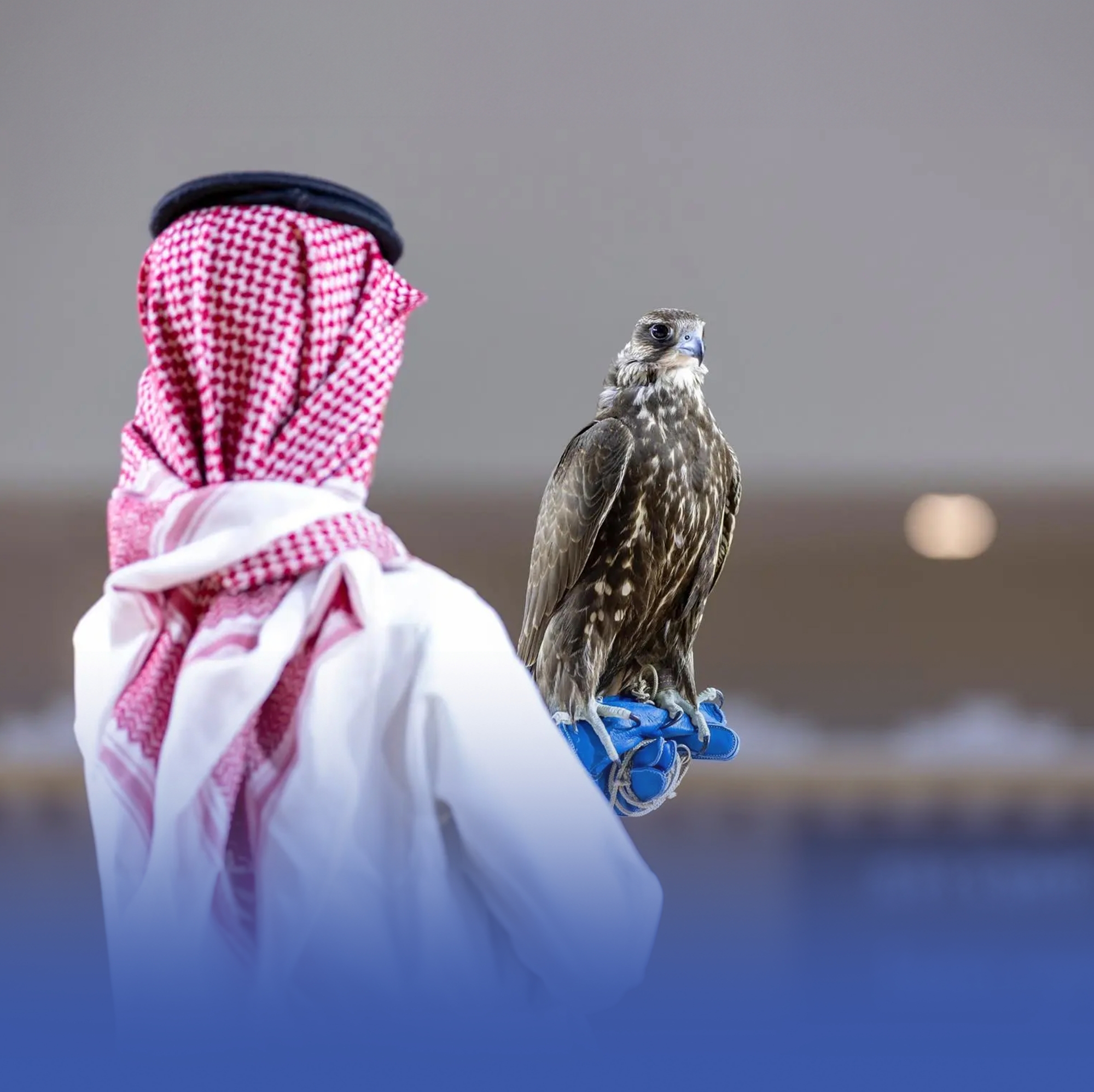 بيع أغلى صقر منغولي بـ 650 ألف ريال