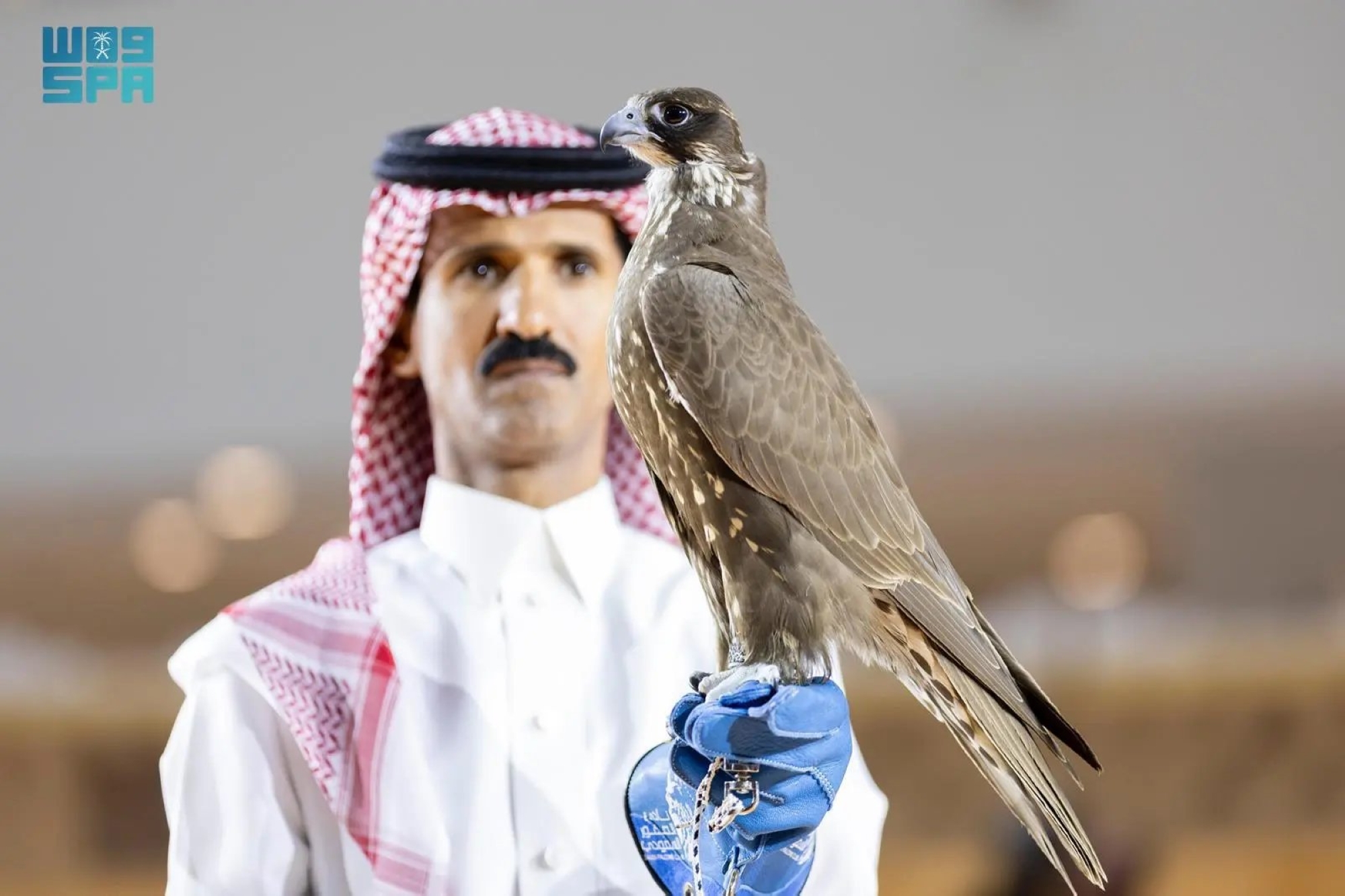 900 ألف ريال لصقرين منغوليين في الرياض