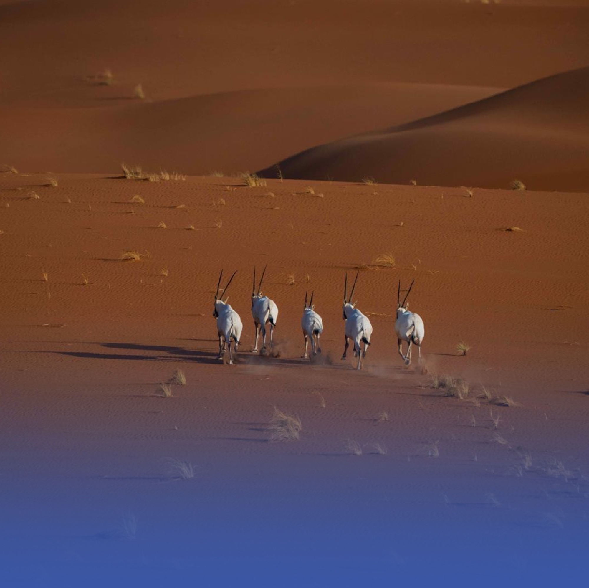 "عروق بني معارض".. موطن الكائنات المهدَّدة بالانقراض