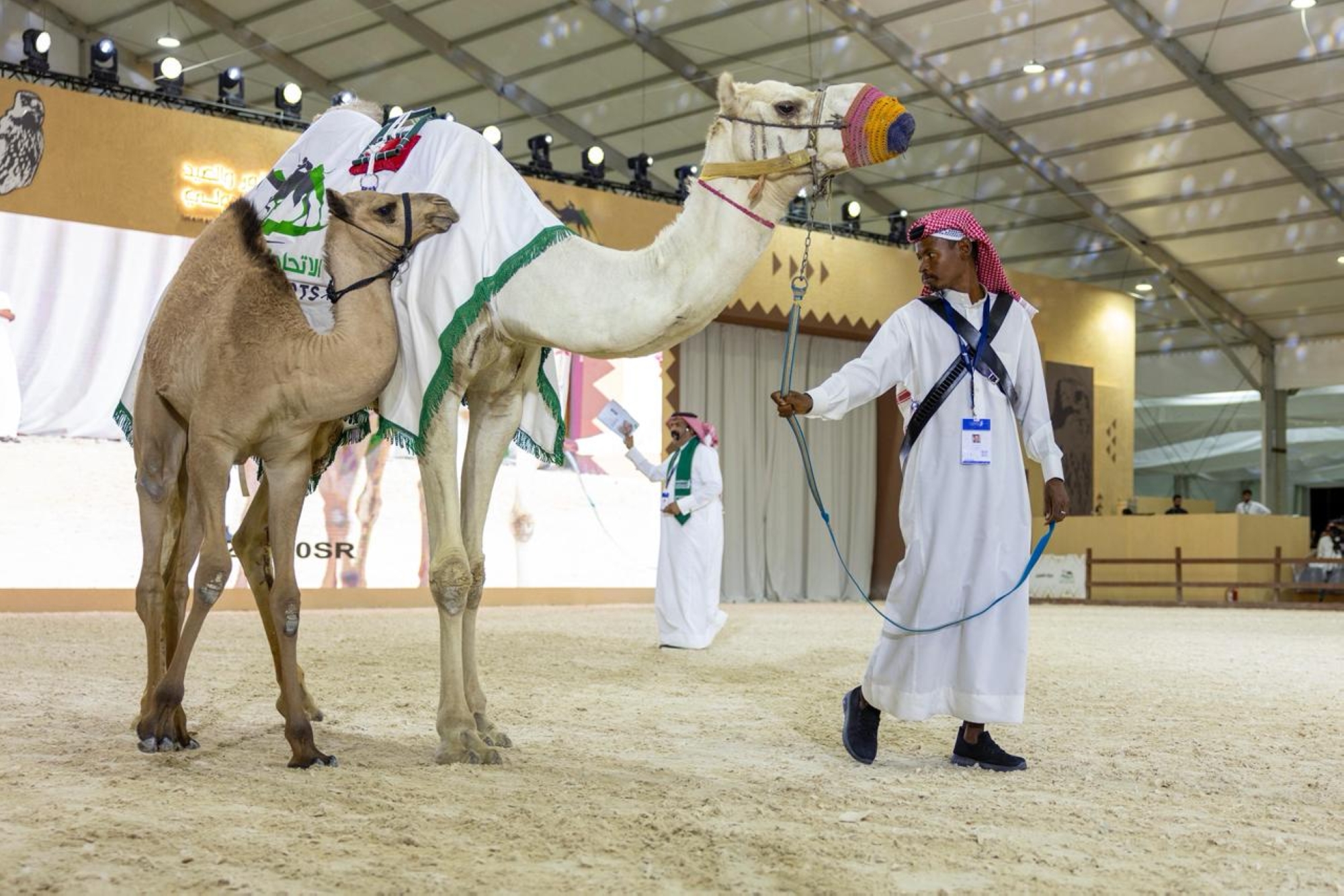 300 ألف ريال حصيلة اليوم الثاني لمزاد الهجن بمعرض الصقور والصيد السعودي الدولي 2025