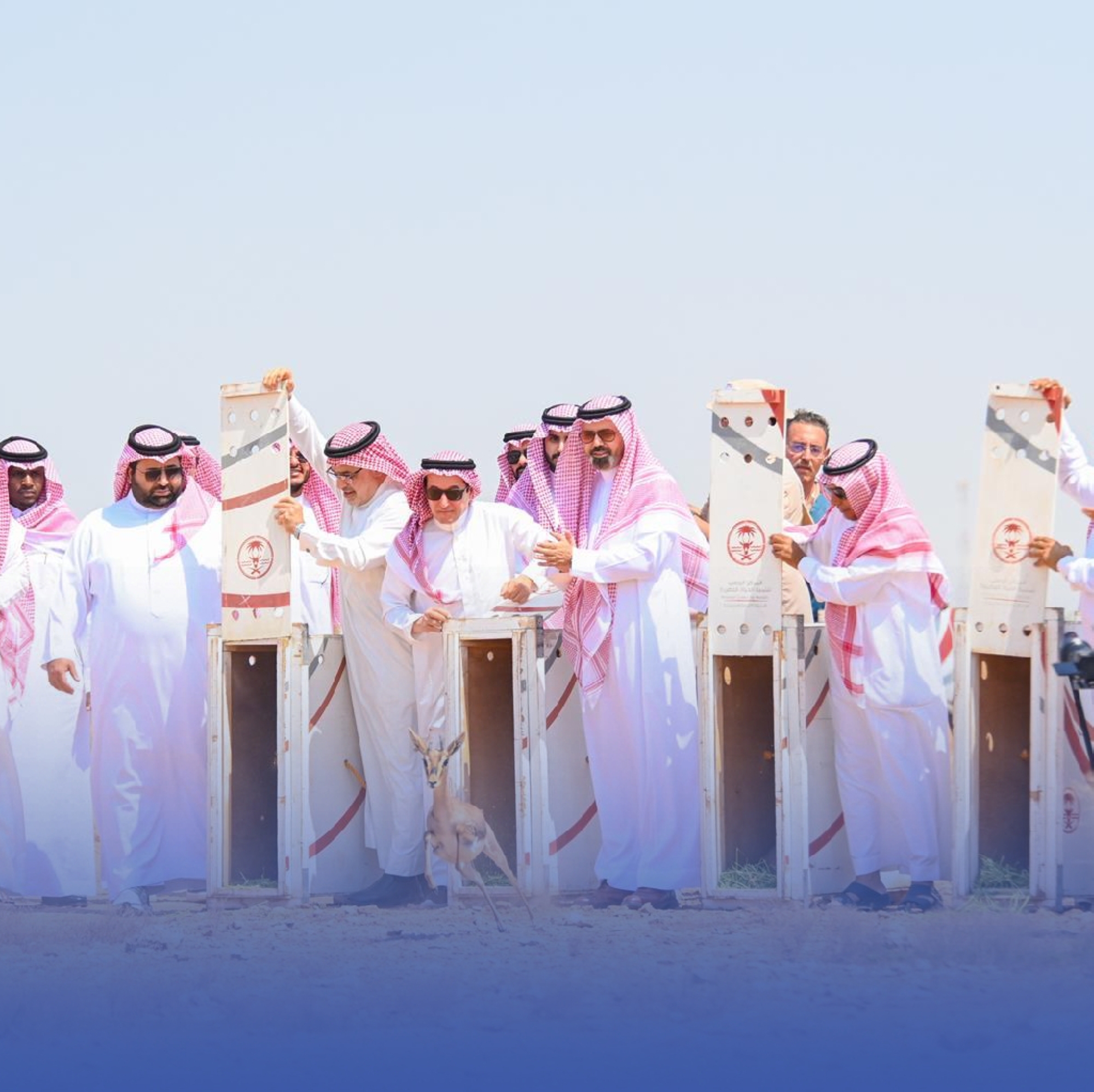 إطلاق 7 من ظباء "الأدمي" بمحمية جزر فرسان