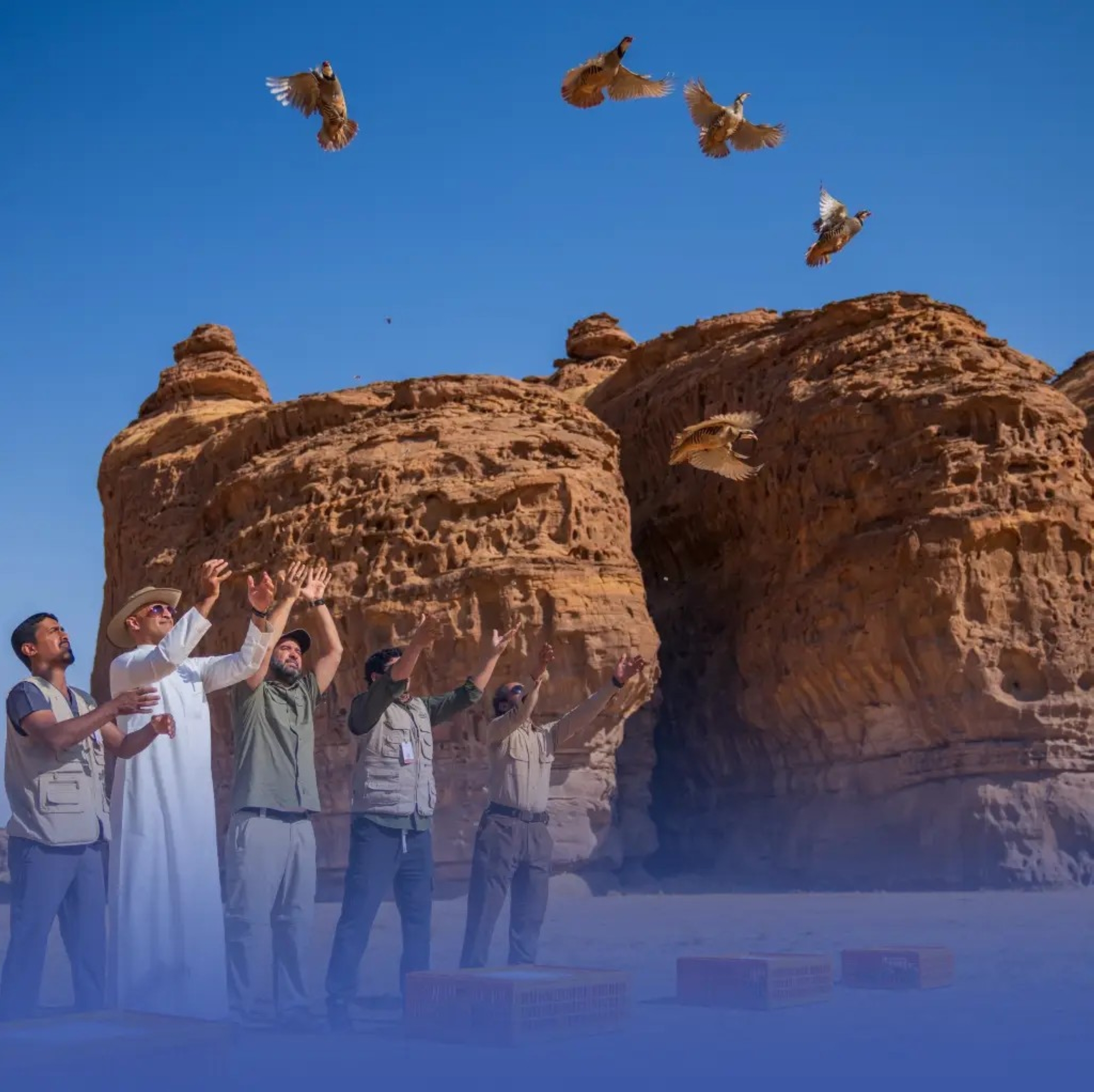 إطلاق 30 طائرًا من الحجل الشائع في محمية شرعان