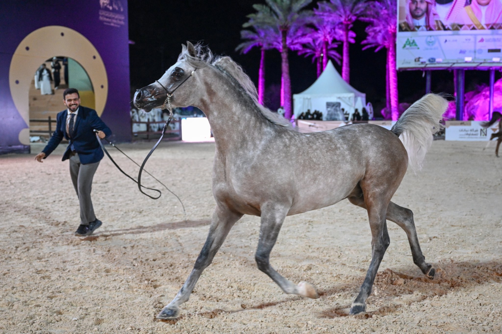 انطلاق بطولة حائل لجمال الخيل العربية الأصيلة