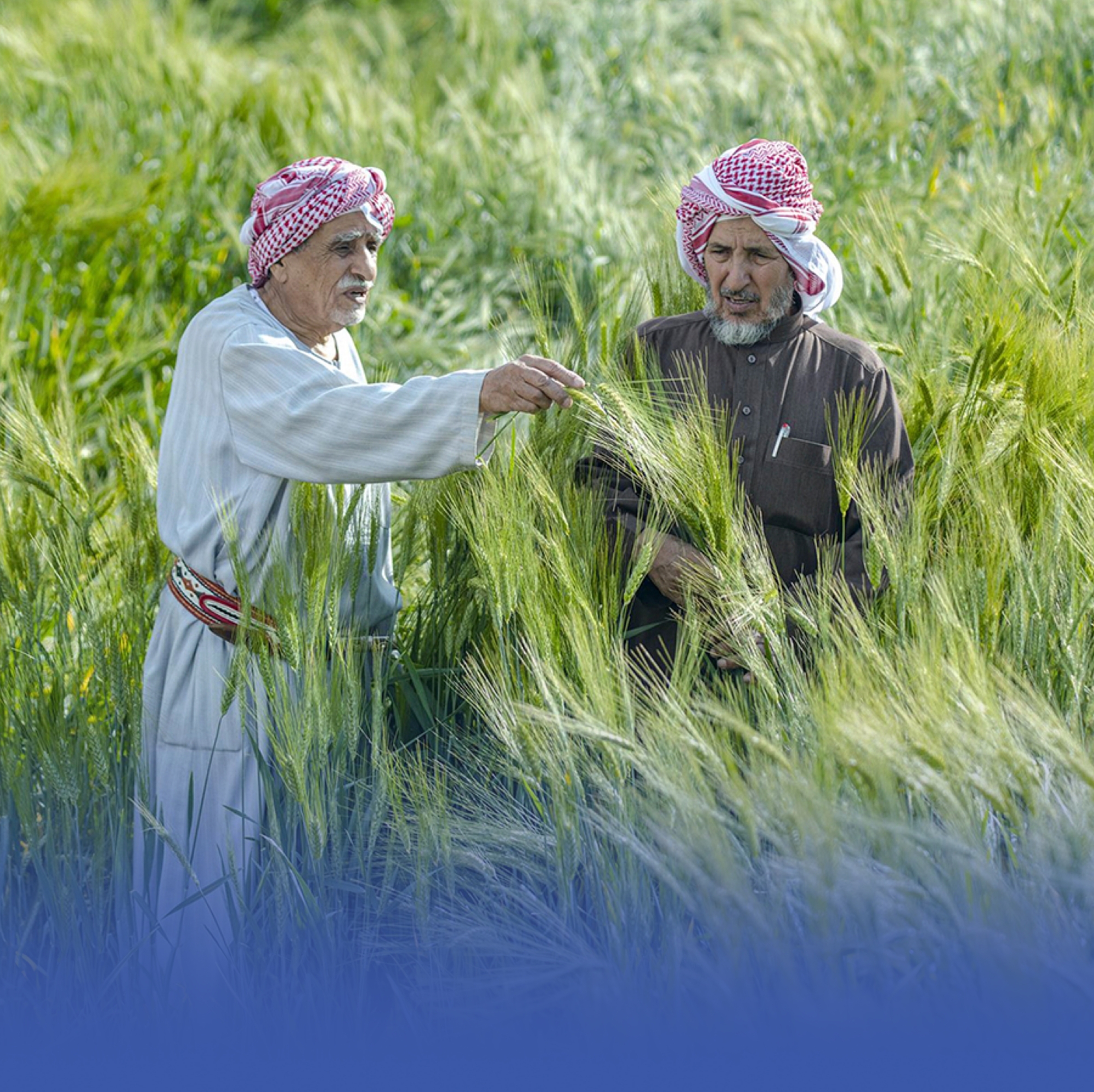 بَدْء استقبال طلبات رُخَص زراعة القمح