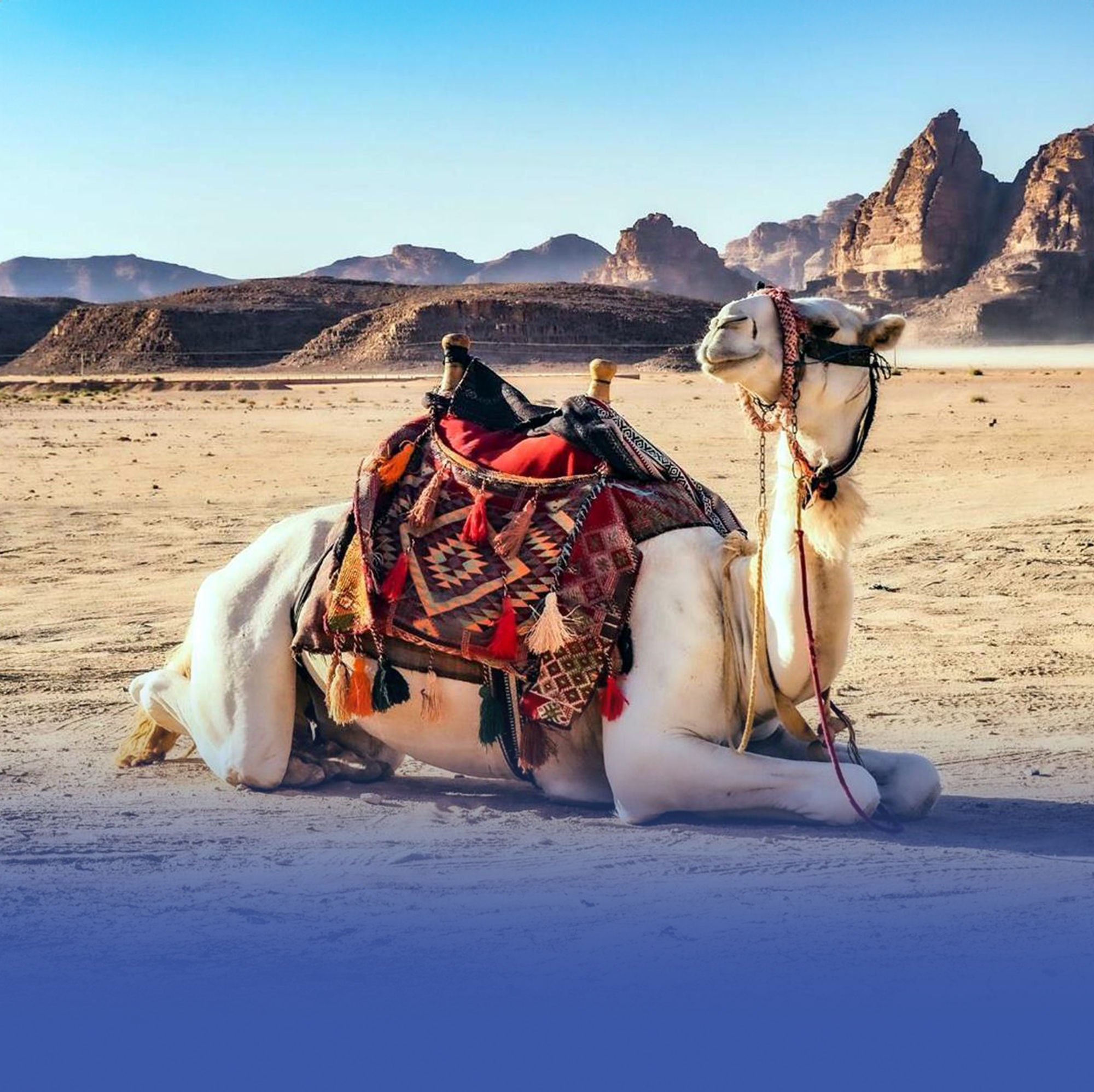 ابتكار درون سعودي يتتبّع الإبل ويتعرّف عليها