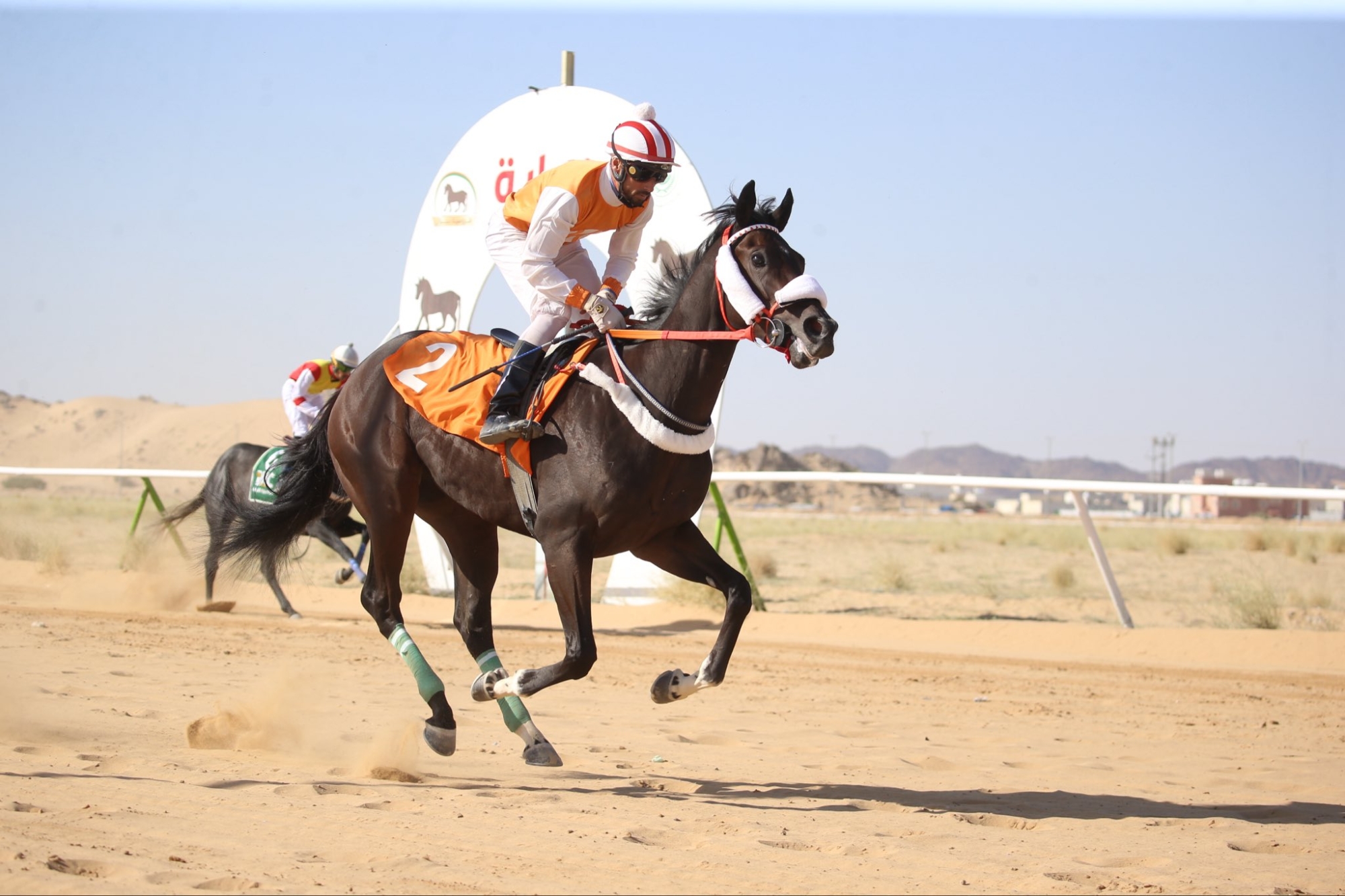 الجواد "بدشكو" يحقق كأس جامعة نجران في الحفل الثامن لسباقات الخيل