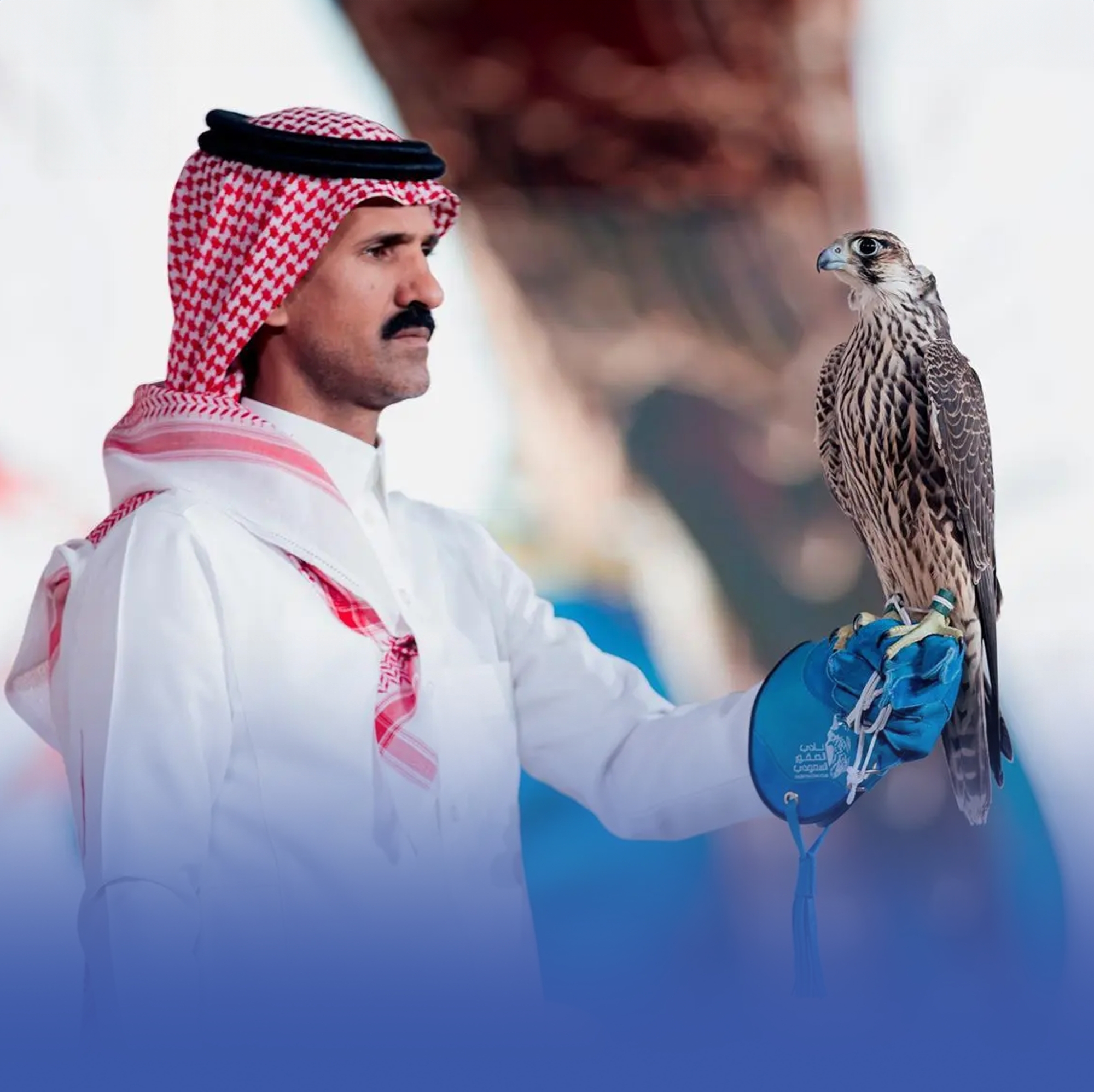 بيع صقرين بـ 200 ألف بمزاد الصقور
