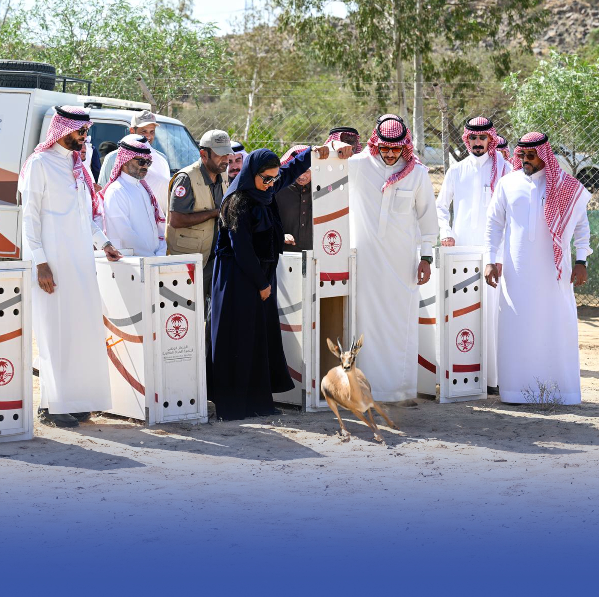 إطلاق 12 كائنًا مهدَّدًا بالانقراض بمتنزه الطائف
