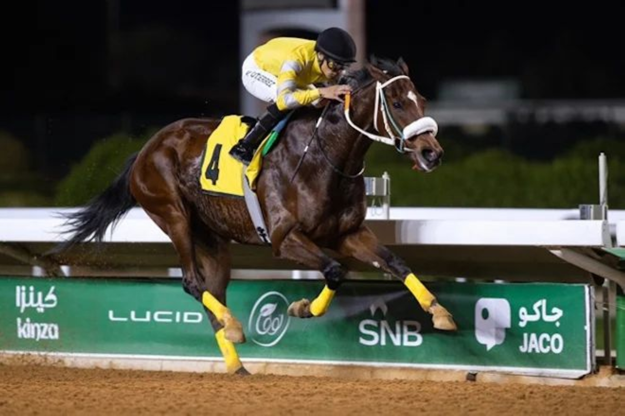 نخبة الخيل العربية الأصيلة تتنافس على كأس رئيس الإمارات