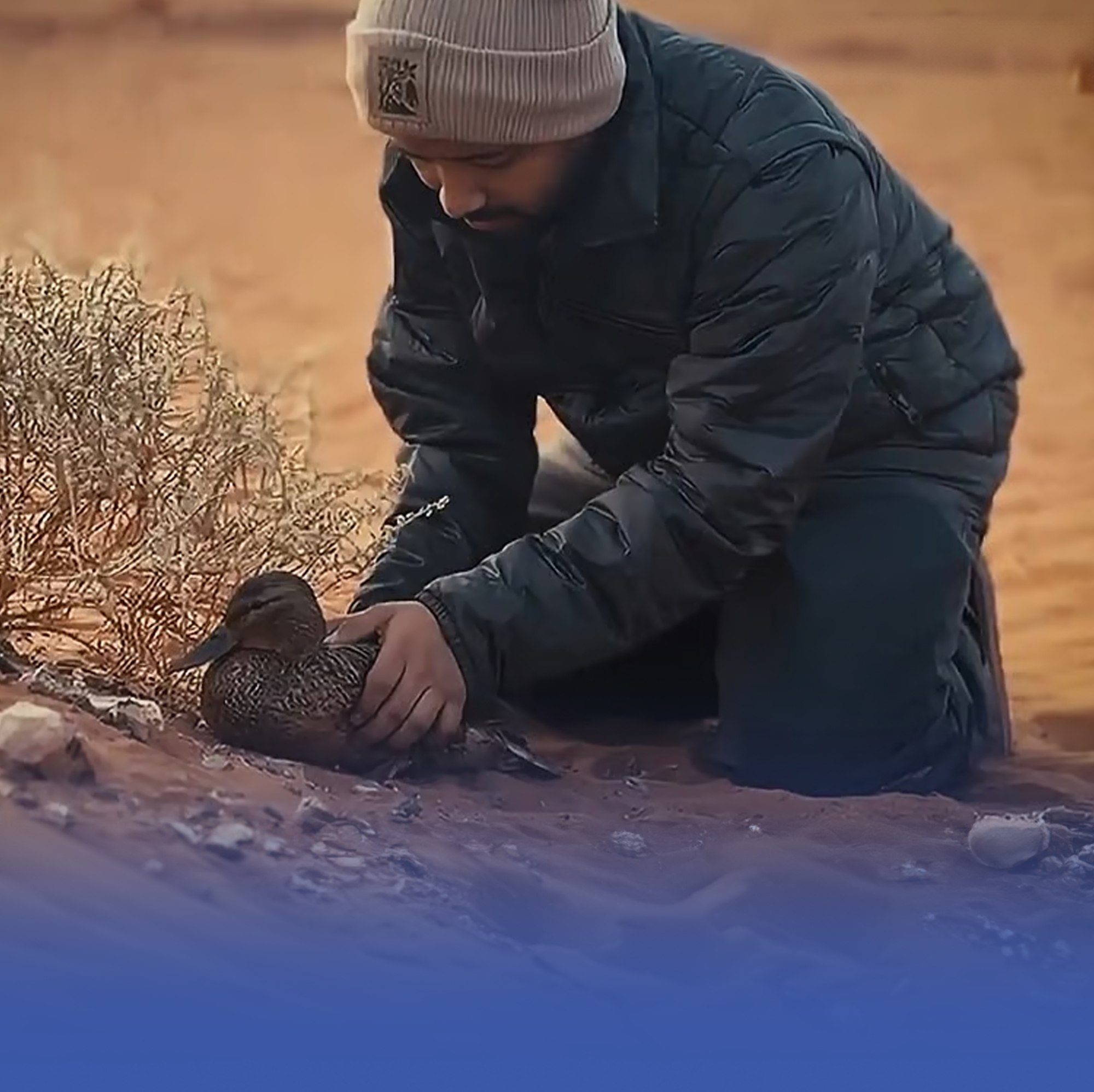 إنقاذ بطة مهاجرة تعرضت للإجهاد بمحمية "سلمان الملكية"