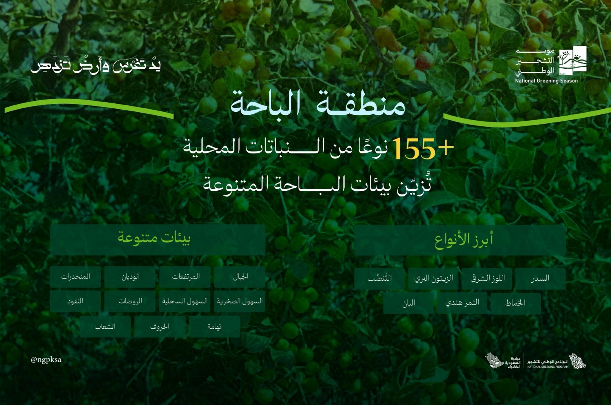 155 نباتاً محلياً يدعم تشجير الباحة ضمن مبادرة السعودية الخضراء