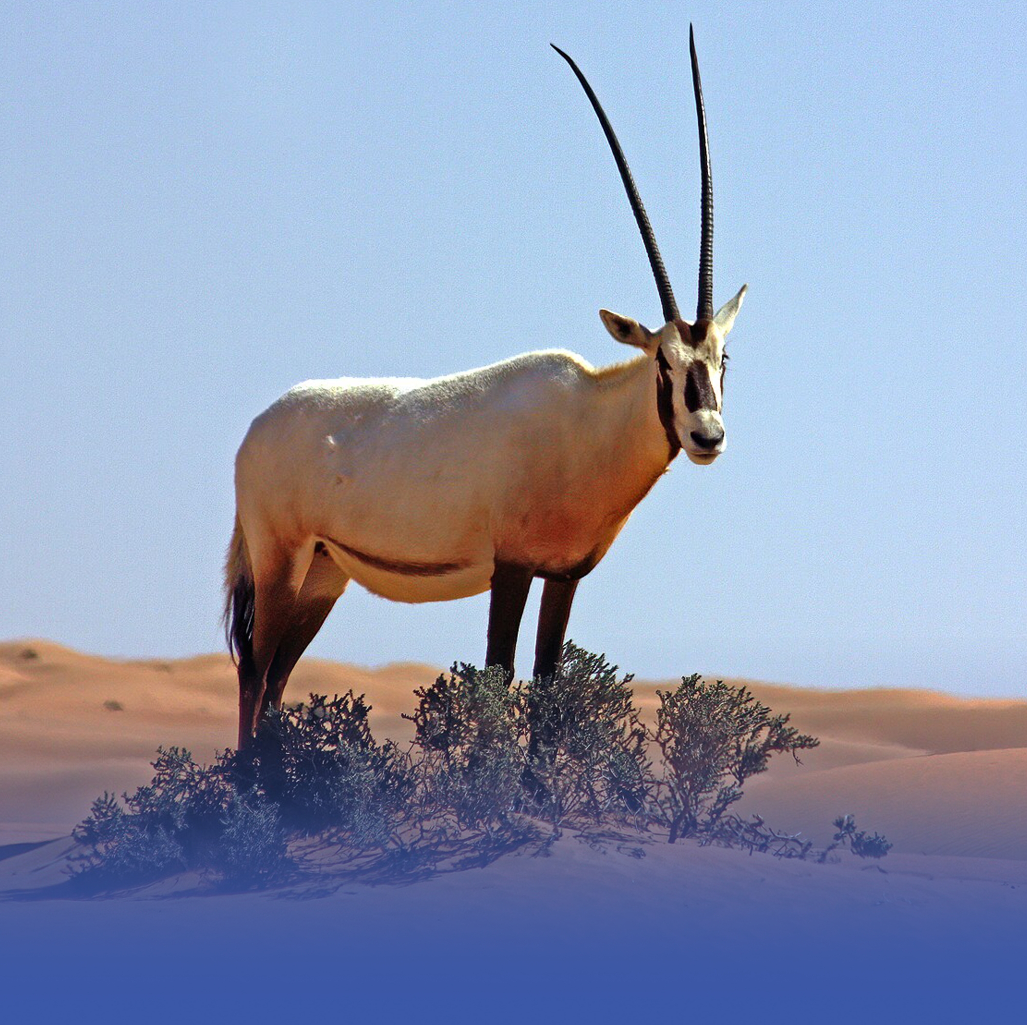 المها العربي.. أيقونة الحياة الفطرية تزين محمية الملك