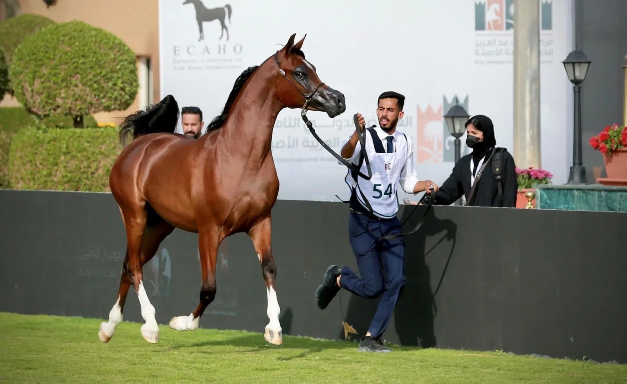 منافسات قوية في العرض الدولي لجمال الخيل العربية