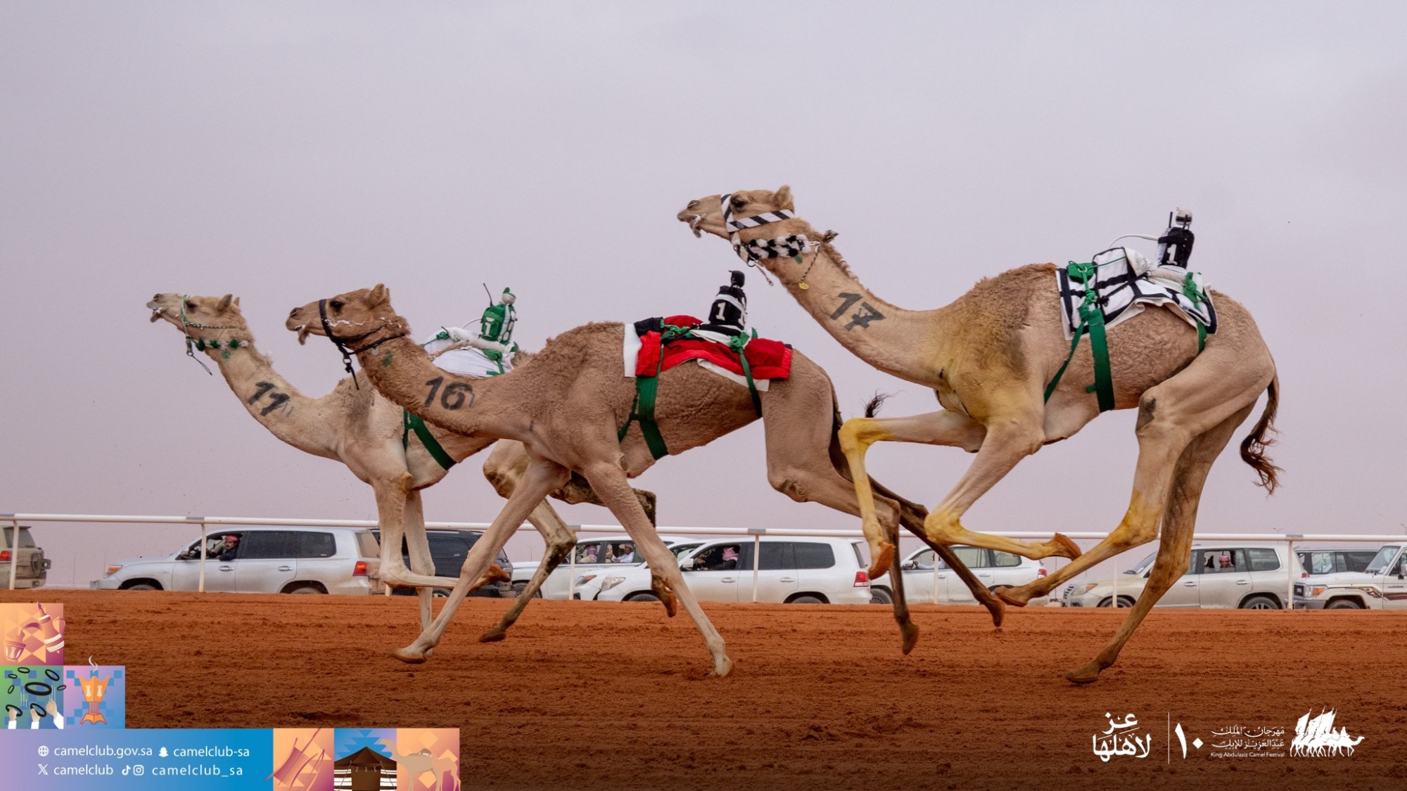 ‫نادي الإبل: تغريم متسابق 5 ملايين وحرمانه من المشاركة 5 سنوات‬