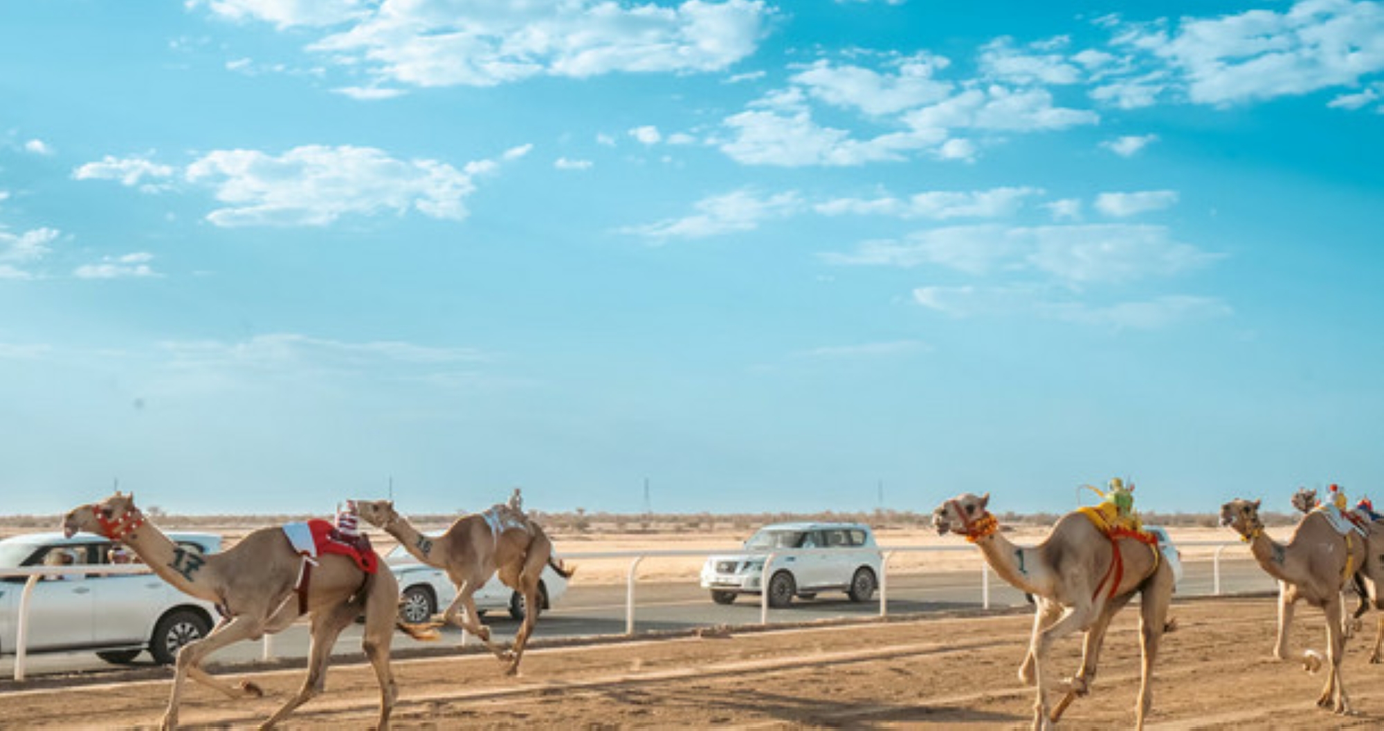 ميدان الهجن بنجران يعلن نتائج سباقه لسنّ "الحقايق"