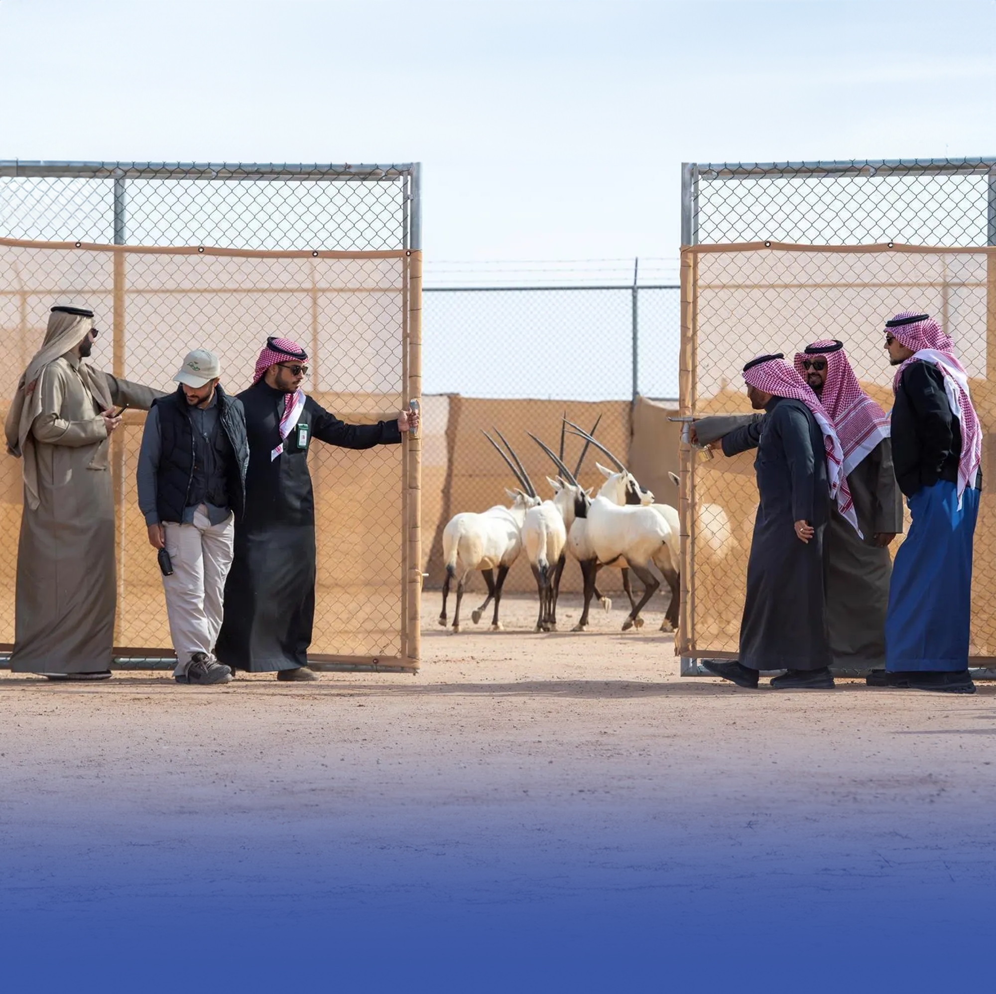 إطلاق 60 كائنًا فطريًا في محمية الملك خالد الملكية