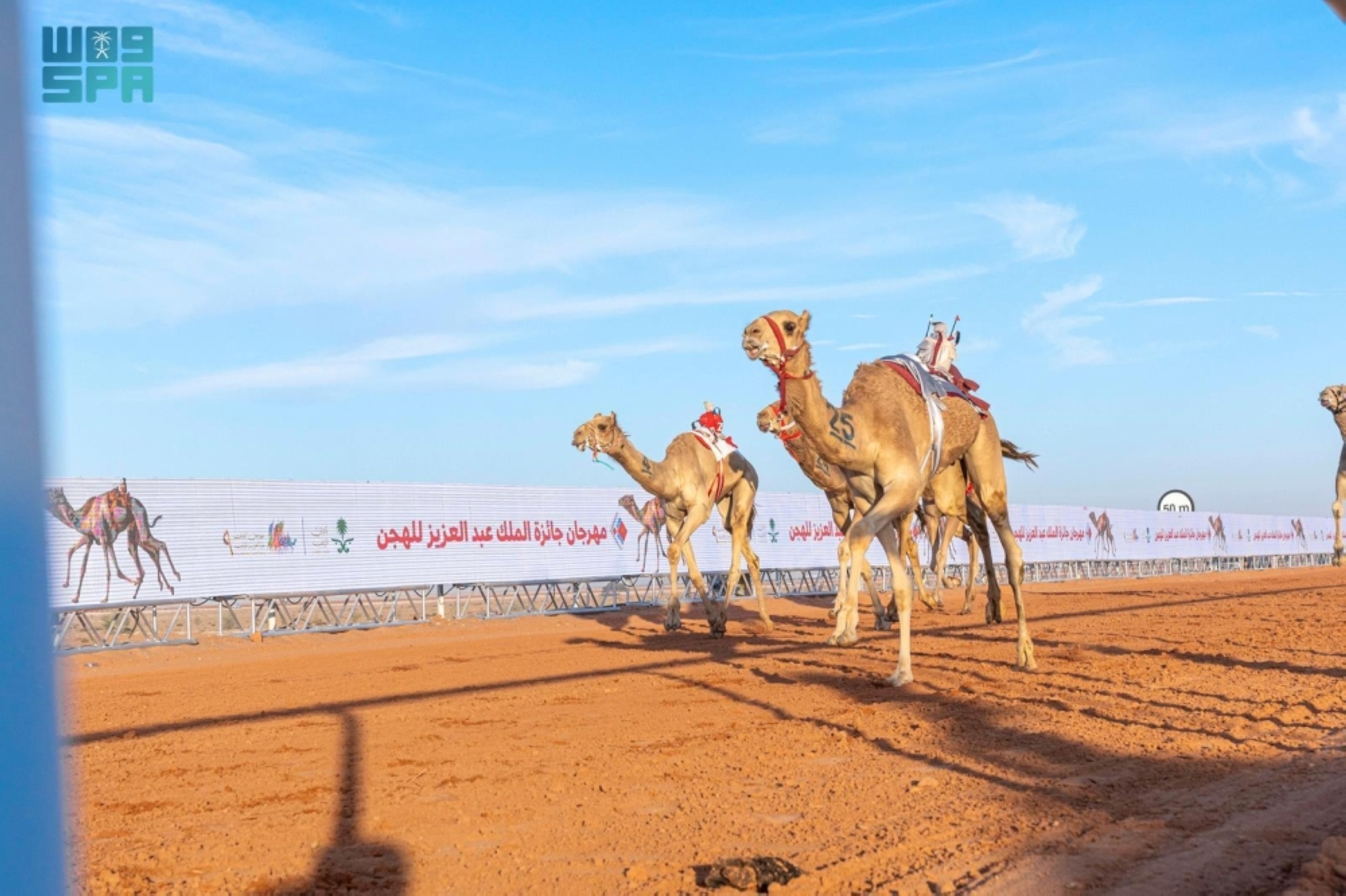 إعلان الفائزين في مهرجان الملك عبدالعزيز للإبل