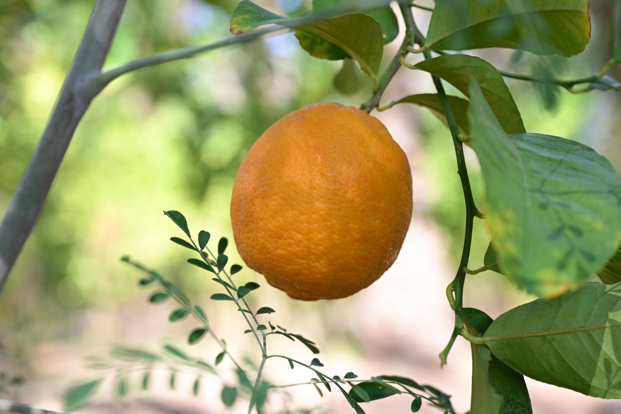 موسم الحمضيات في العلا ينطلق غداً بحلّة مختلفة
