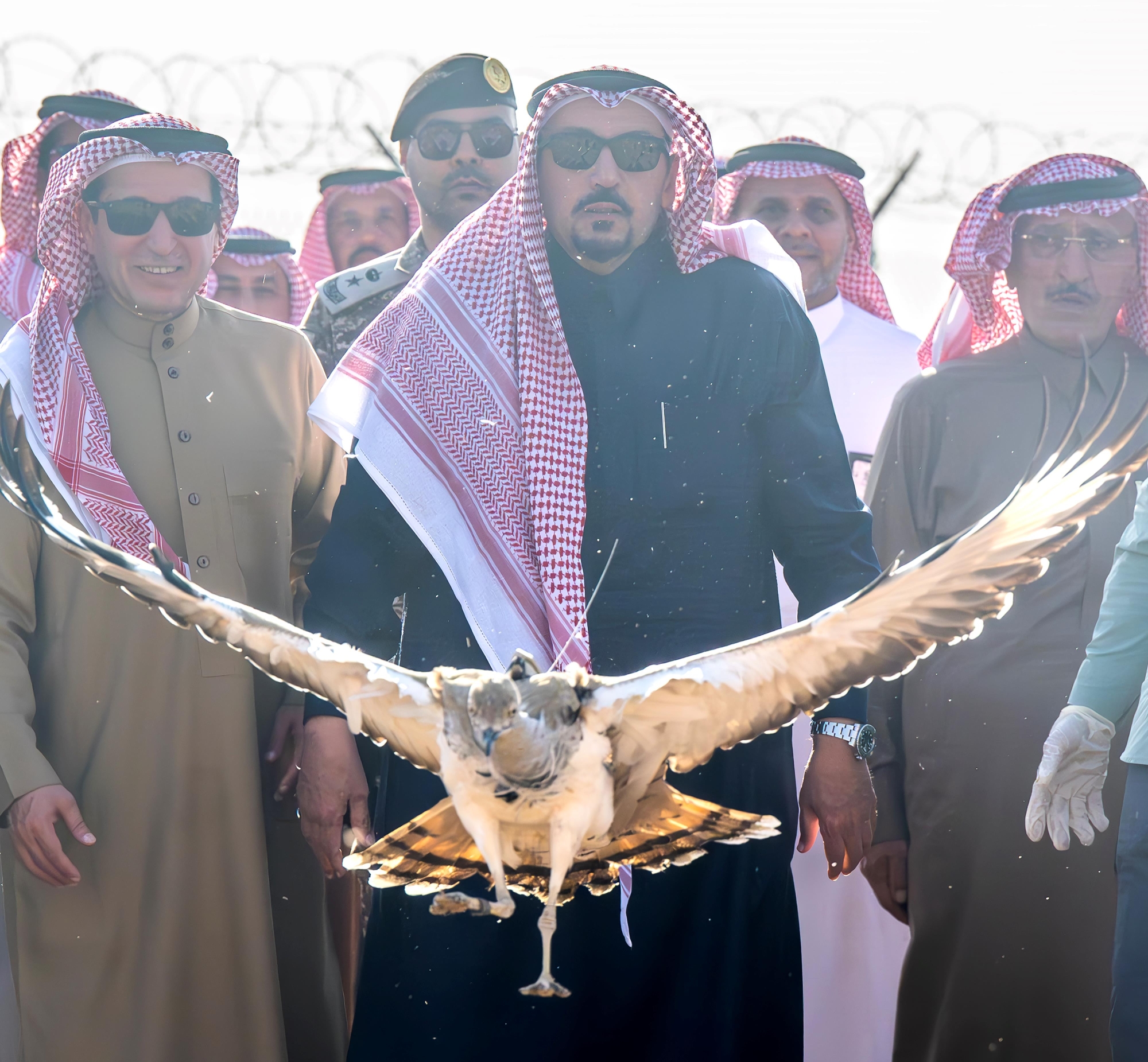 إطلاق 20 طائرًا من الحبارى بالقصيم