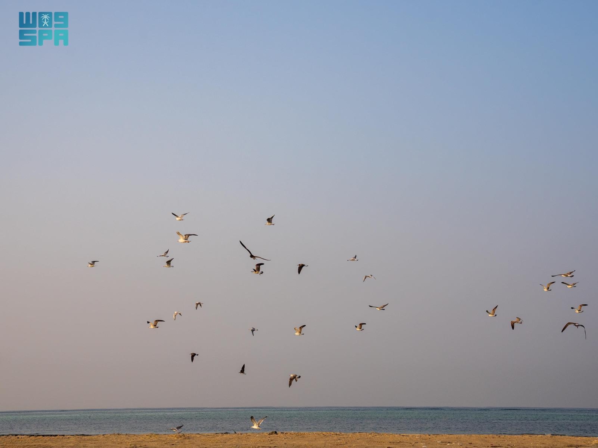 إطلاق 63 طائرًا بحريًا في كورنيش جدة