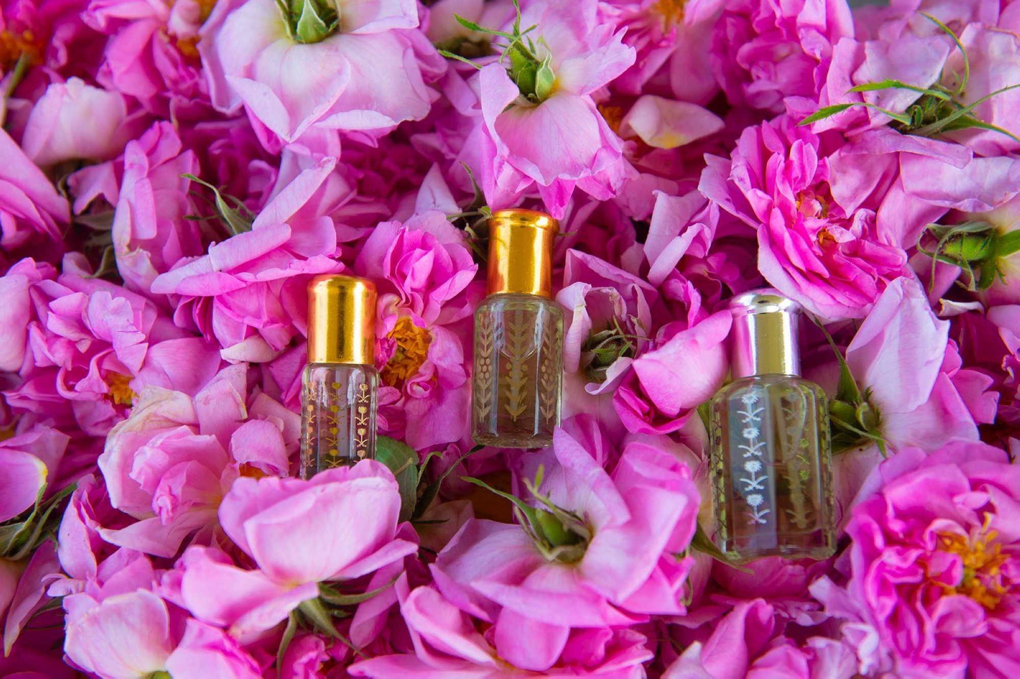 الورد الطائفي… ذهب عطري يزيّن هوية المملكة
