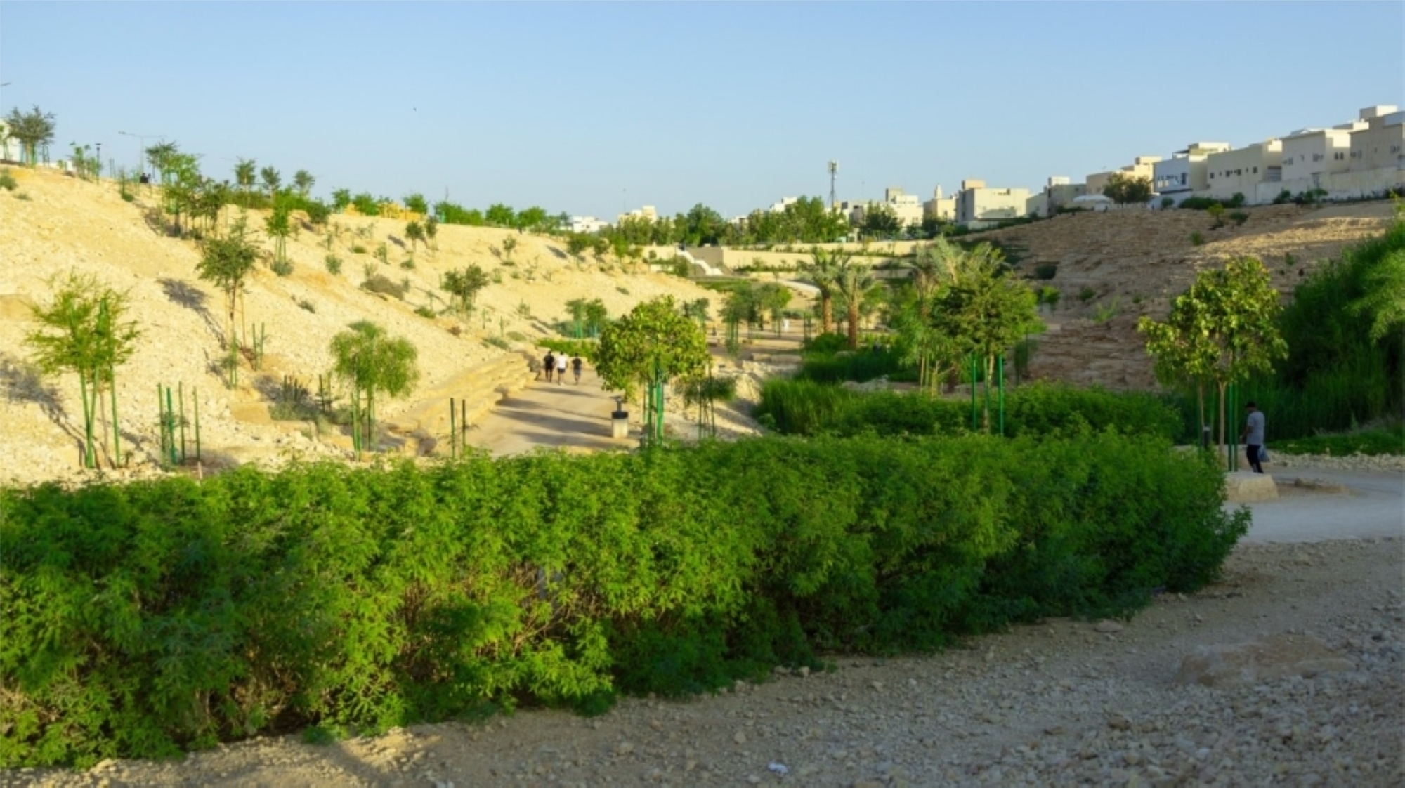 22 نوعًا من النباتات المحلية تثري بيئات نجران