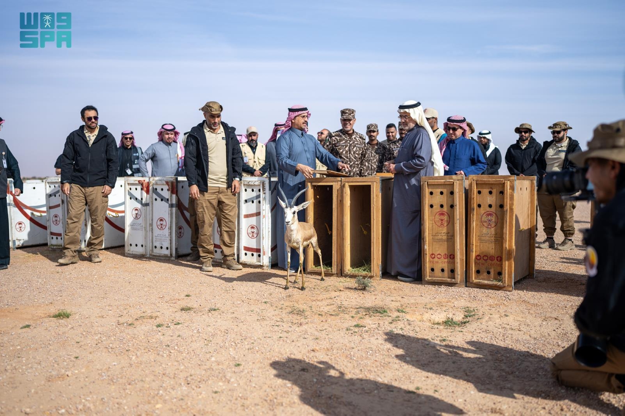 إطلاق 75 من ظباء الريم والمها الوضيحي في محمية المؤسس