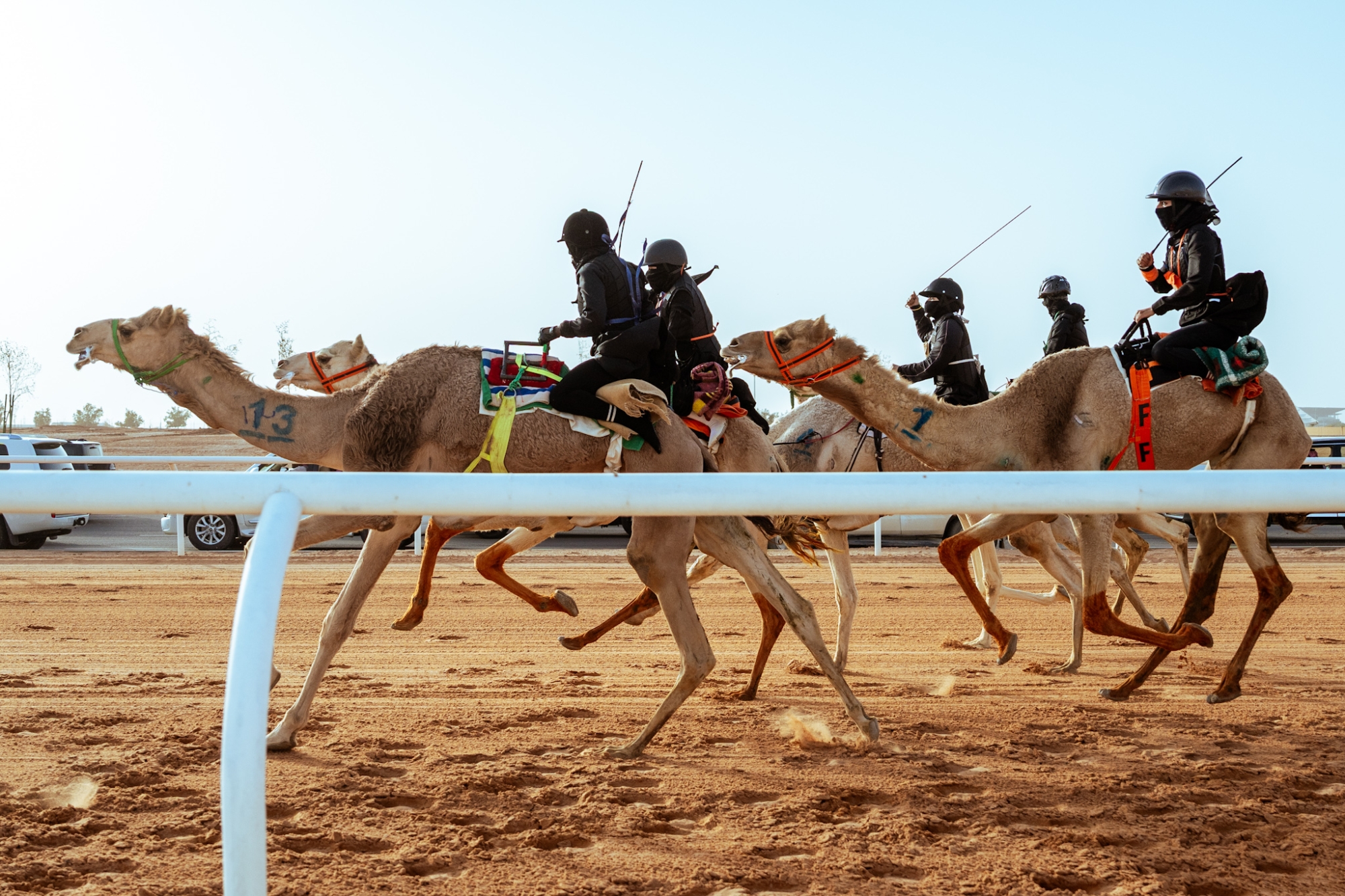 الجهني والأرينبي أبطال "الهجانة" بمهرجان خادم الحرمين الشريفين