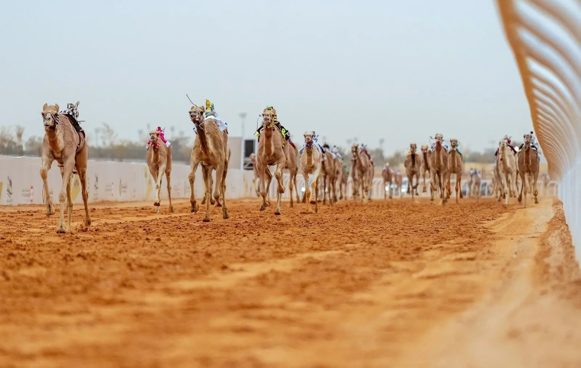 ميدان الجنادرية يستعد لختام مهرجان خادم الحرمين الشريفين للهجن