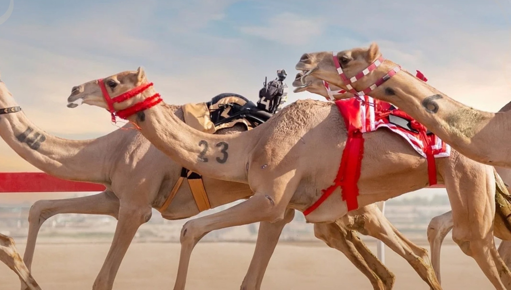 انطلاق فعاليات "مهرجان اليتمة لسباق الهجن"