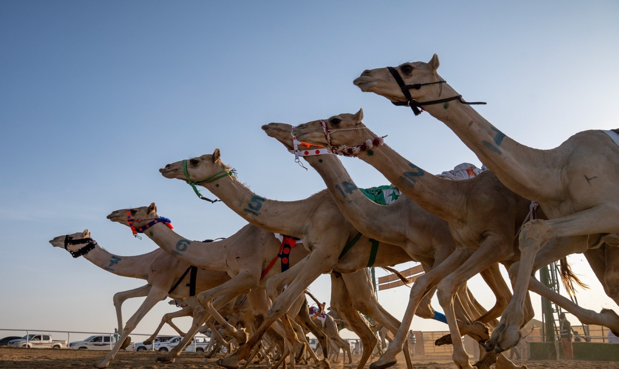 ميدان الهجن بنجران يعلن نتائج المرحلة الثانية