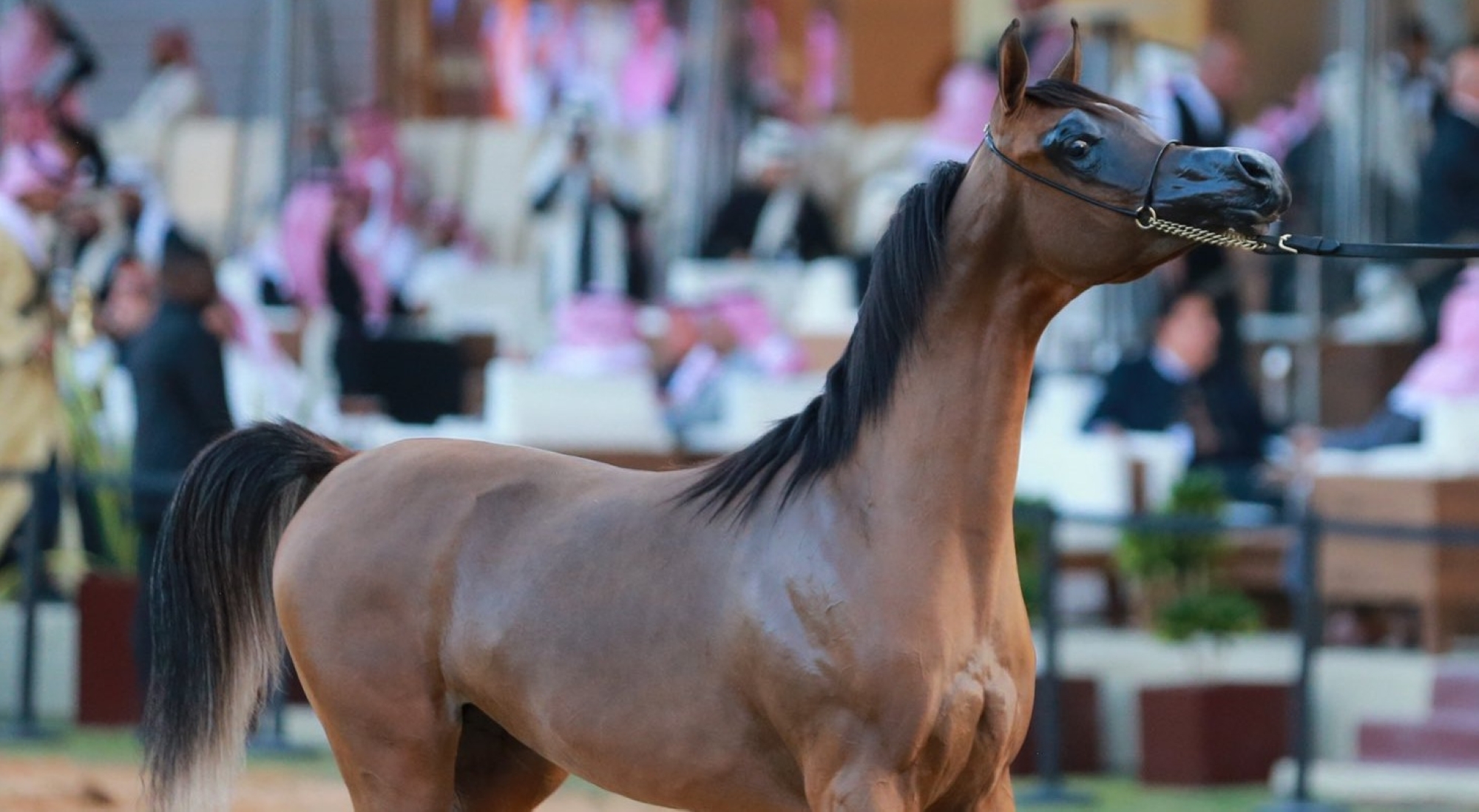 مركز الملك عبدالعزيز للخيل العربية يشارك في معرض الدفاع العالمي