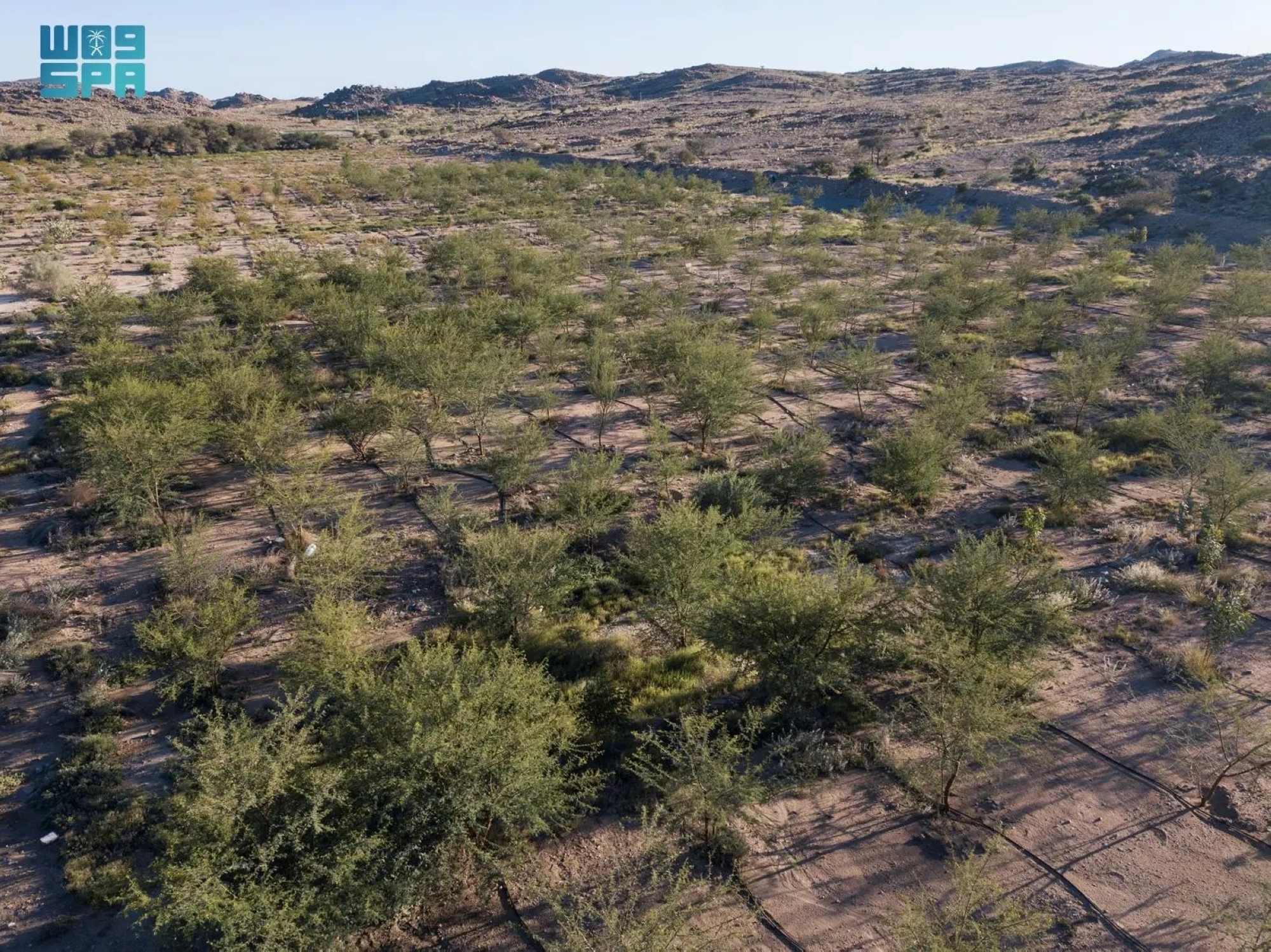 إشادة أممية بإعادة تأهيل مليون هكتار في السعودية