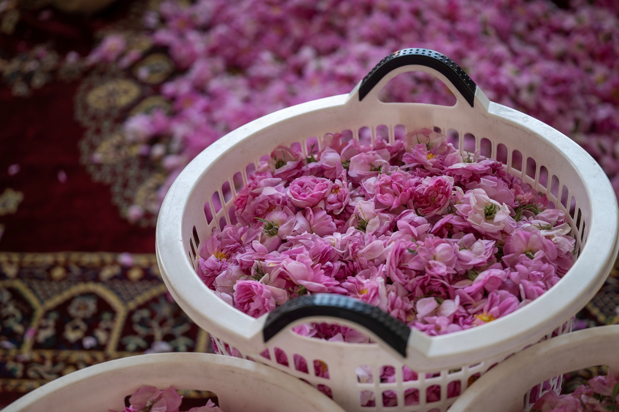 ورد الطائف.. تقطير يروي حكاية عطر لا يبهت