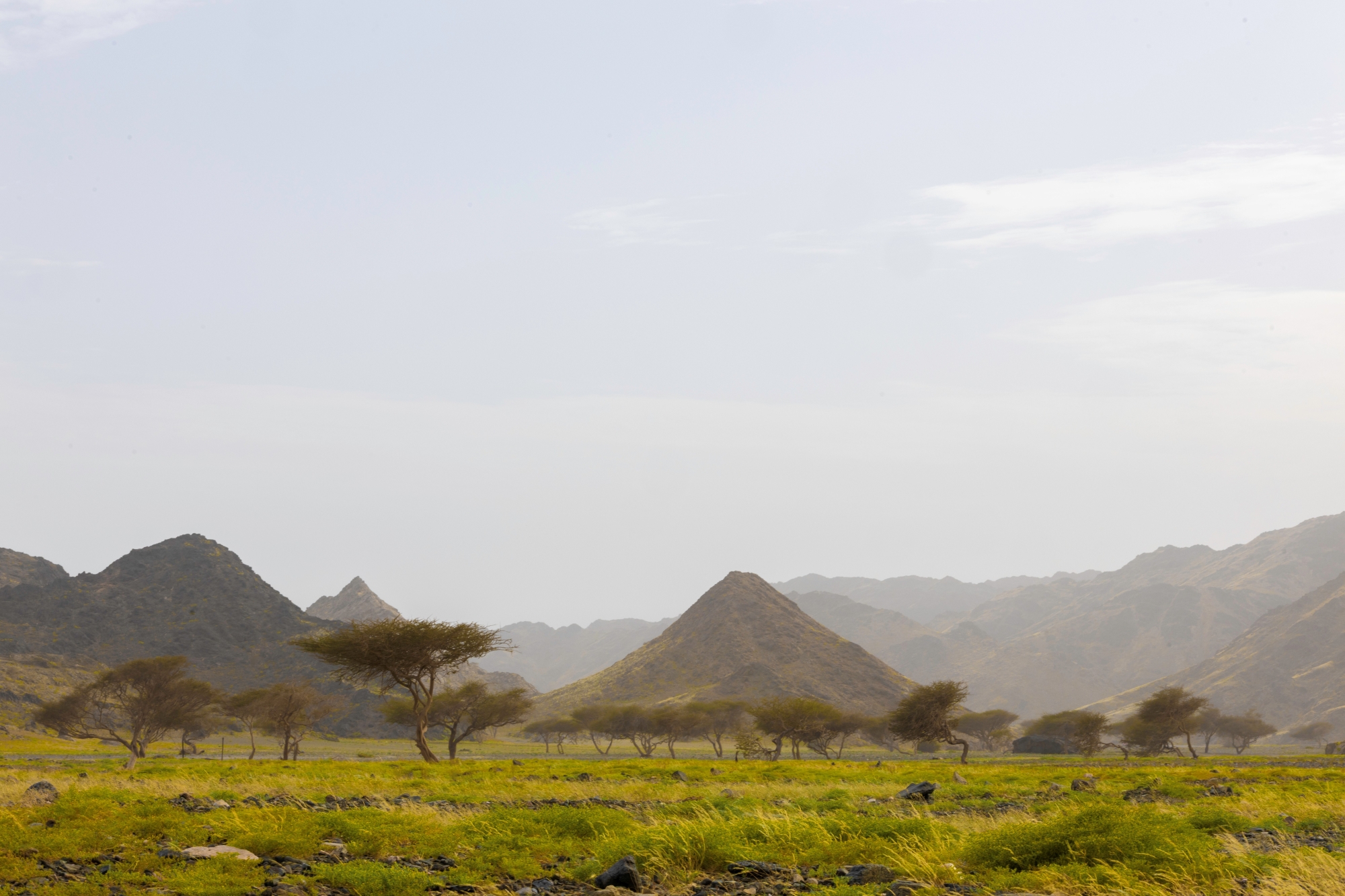 الربيع يكسو أودية أملج بالخضرة ويشجع رحلات البر