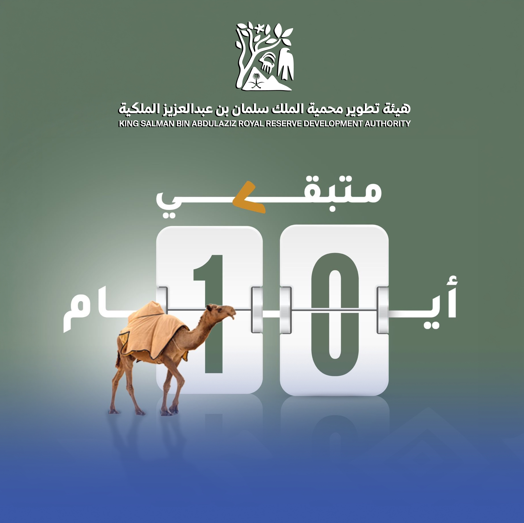 "محمية الملك": مُهلة 10 أيام لإخراج المواشي السائبة