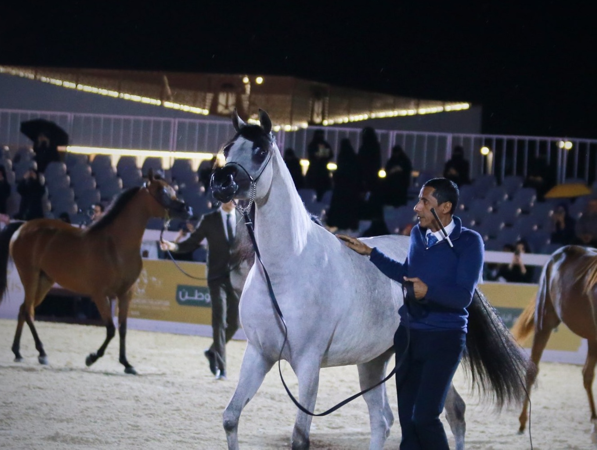 انطلاق بطولة القصيم لجمال الخيل العربية الأصيلة