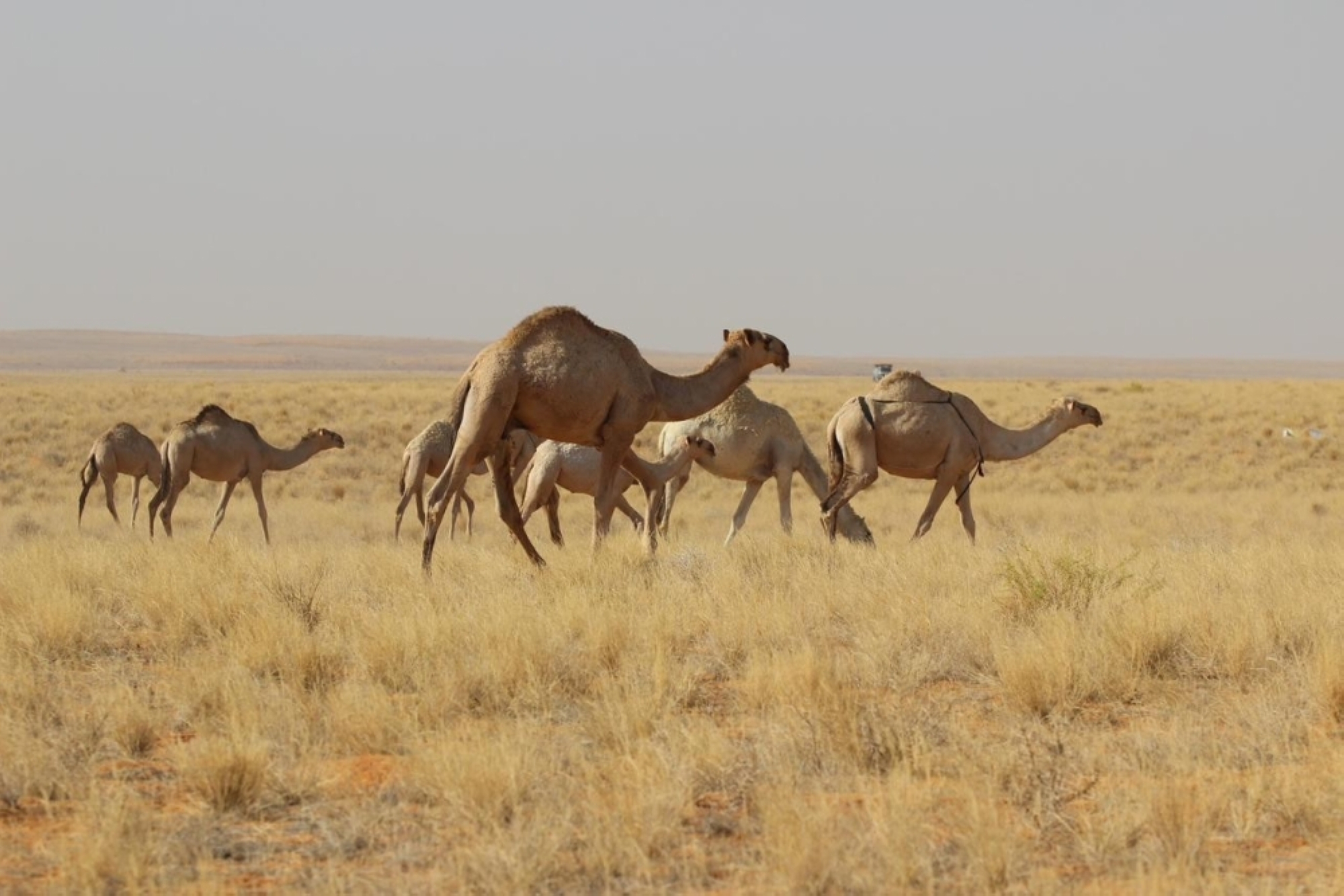 منع الرعي بجميع مناطق محمية الملك عبدالعزيز الملكية